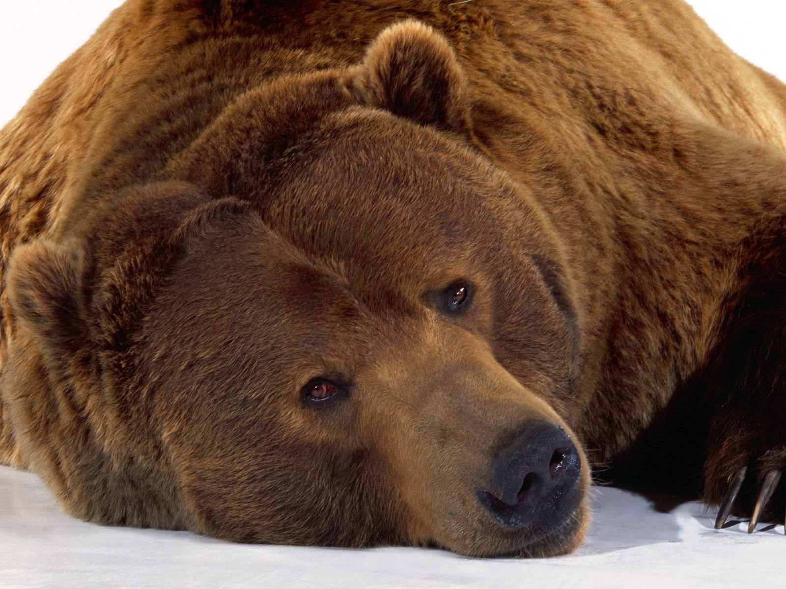 fondos de pantalla de barba hd,oso café,oso grizzly,oso,oso kodiak,animal terrestre