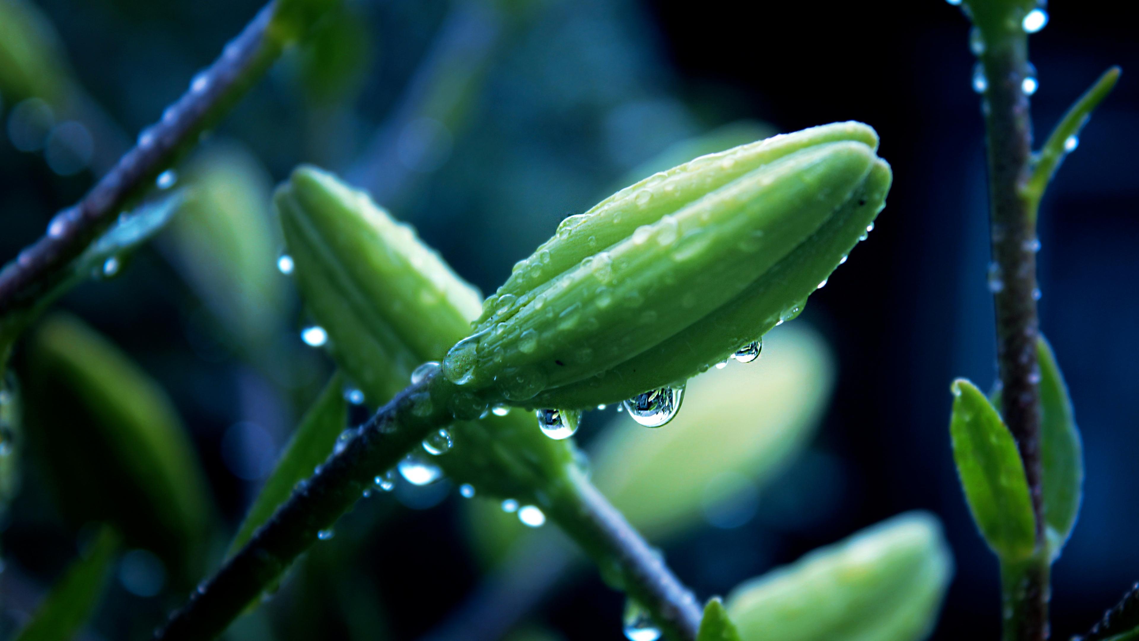 sfondi in 4k,acqua,pianta,umidità,rugiada,foglia