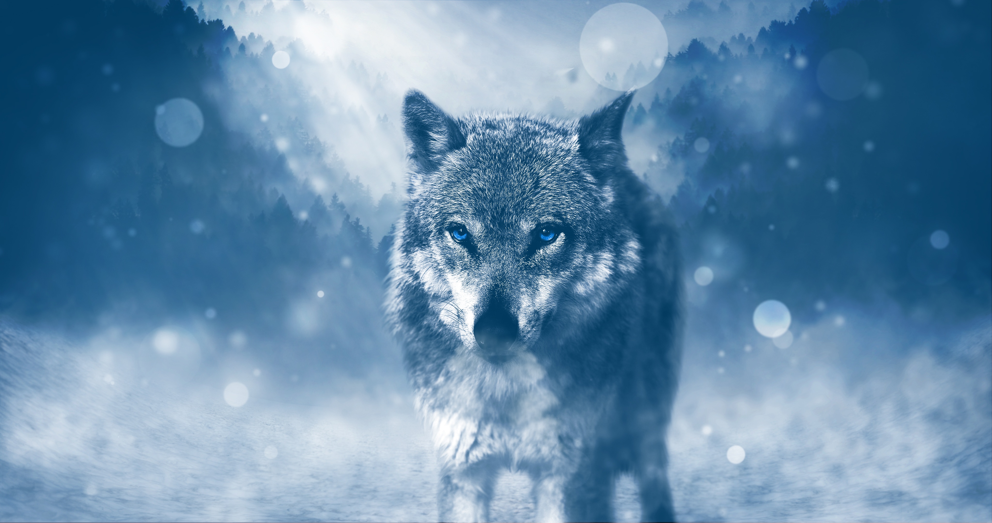 wallpaper em 4k,wolf,blue,sky,light,wildlife