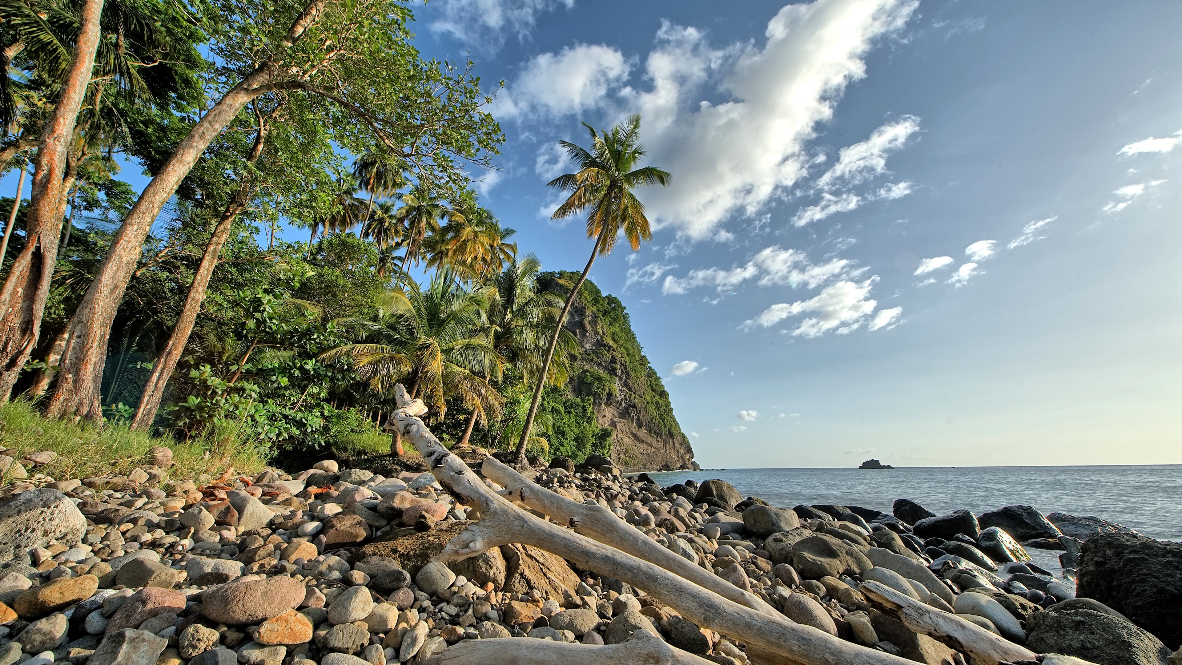 wallpaper em 4k,nature,shore,tree,vegetation,tropics