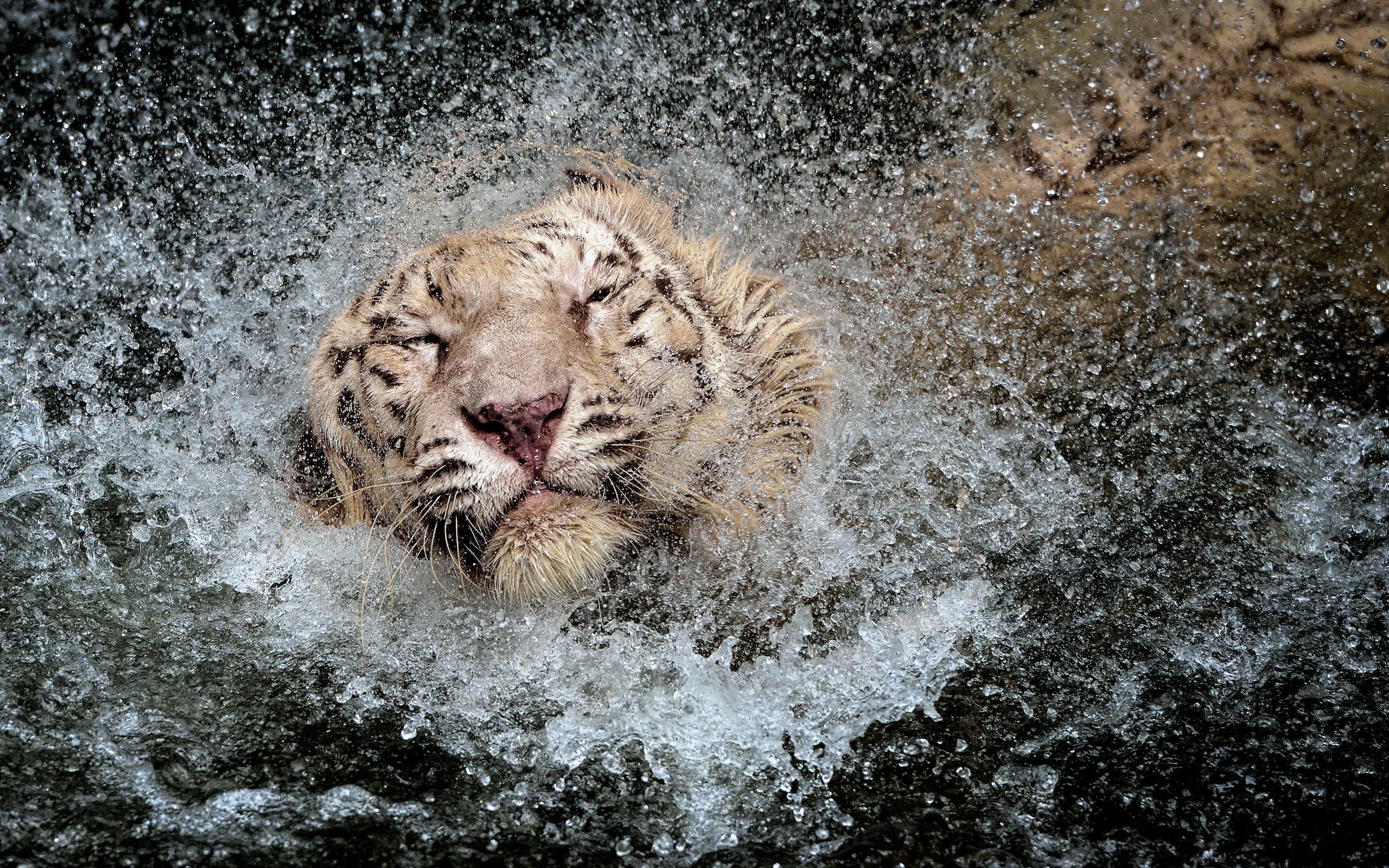 fondo de pantalla em 4k,tigre de bengala,fauna silvestre,felidae,tigre,agua
