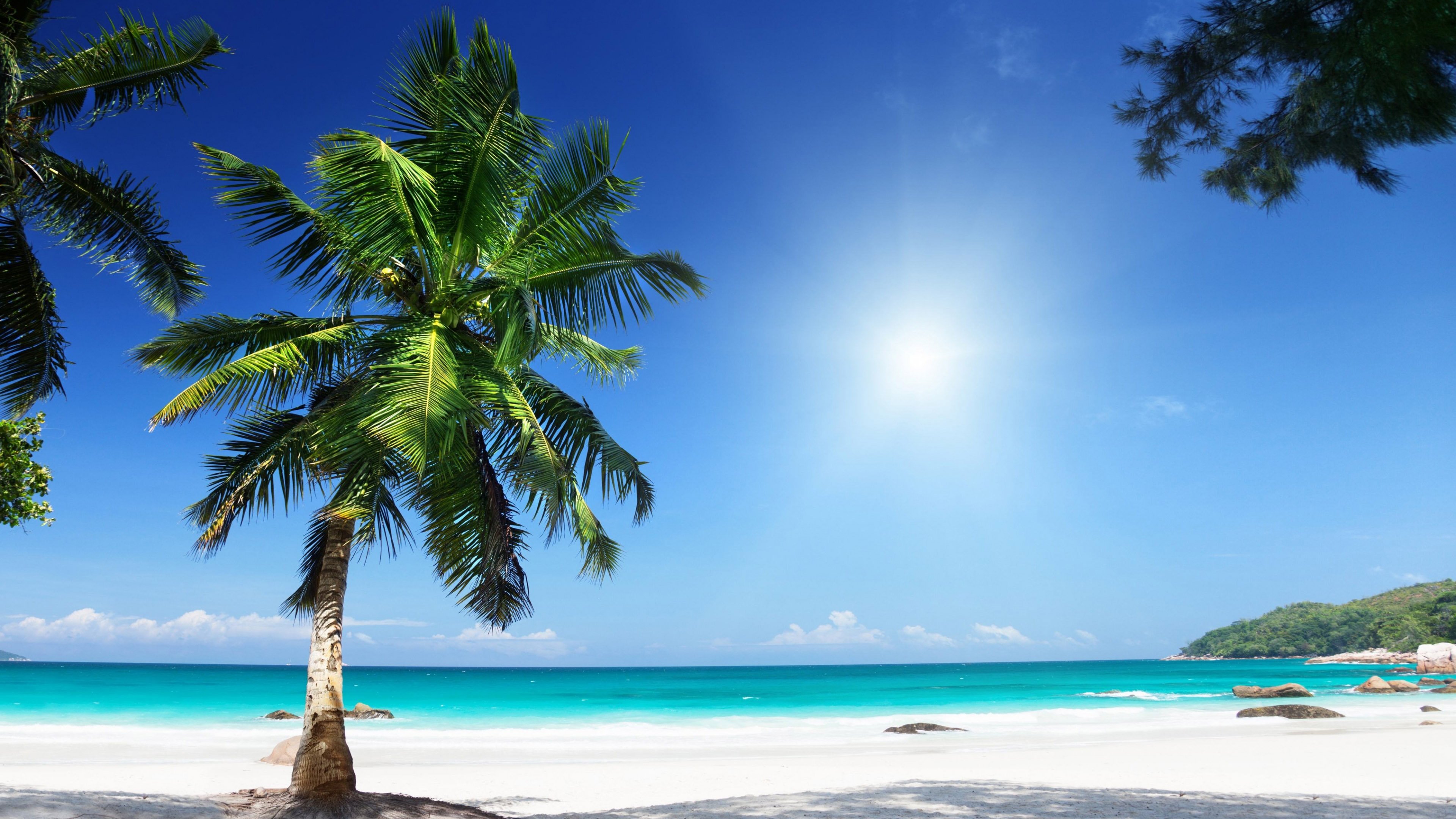 4k fond d'écran de plage,arbre,la nature,ciel,palmier,paysage naturel