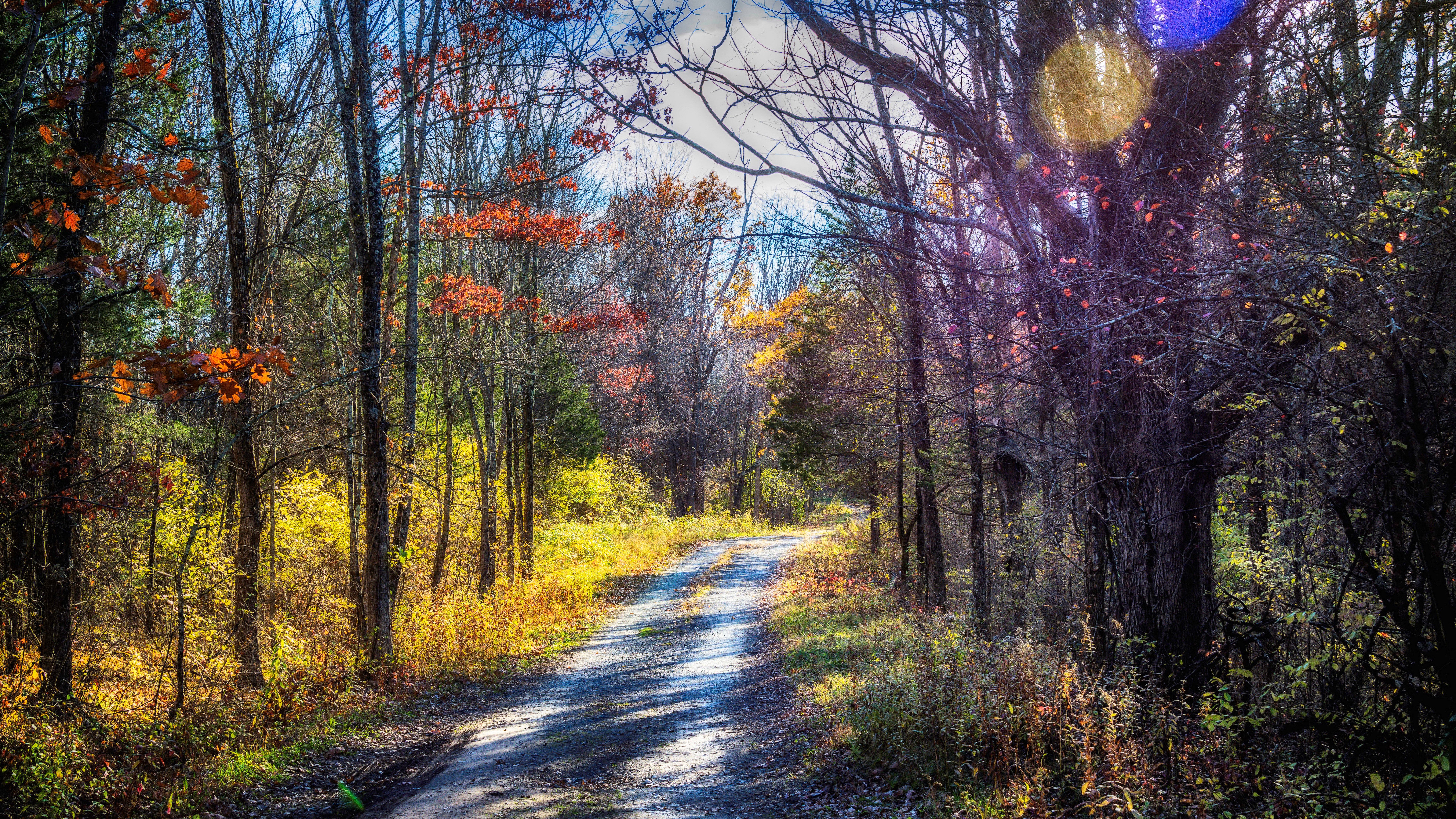 sfondi ultra hd 8k 7680x4320 natura,albero,paesaggio naturale,natura,foglia,autunno