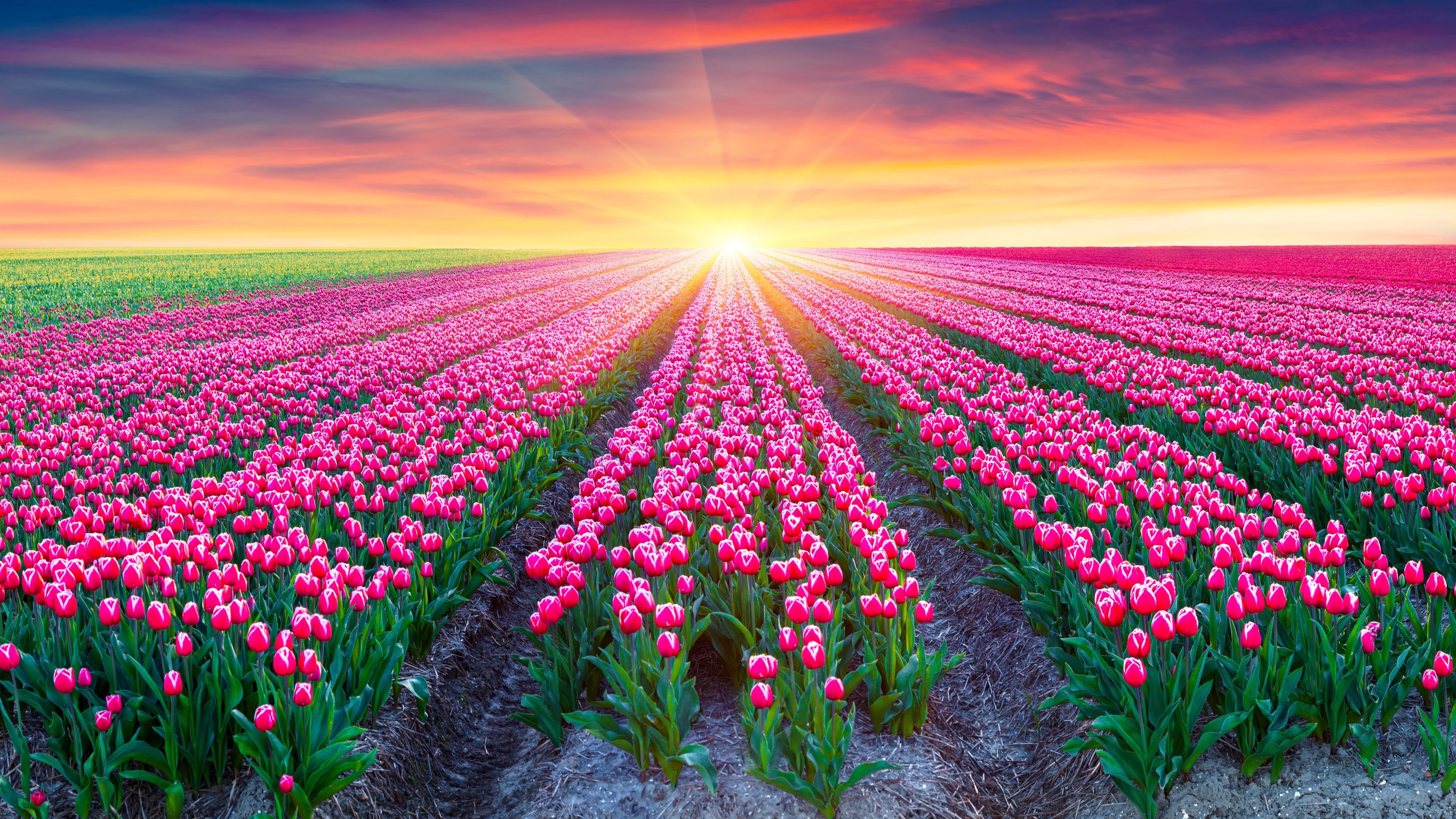 descarga de fondos uhd,flor,cielo,campo,planta,planta floreciendo