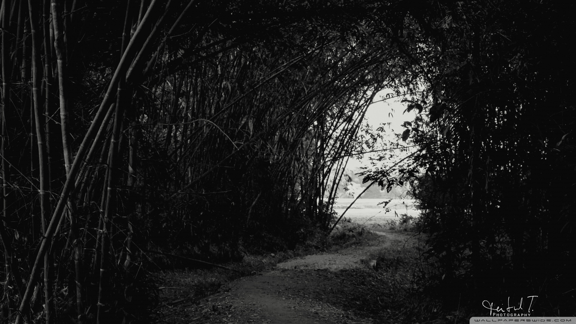 descarga de fondos uhd,negro,naturaleza,árbol,blanco,en blanco y negro