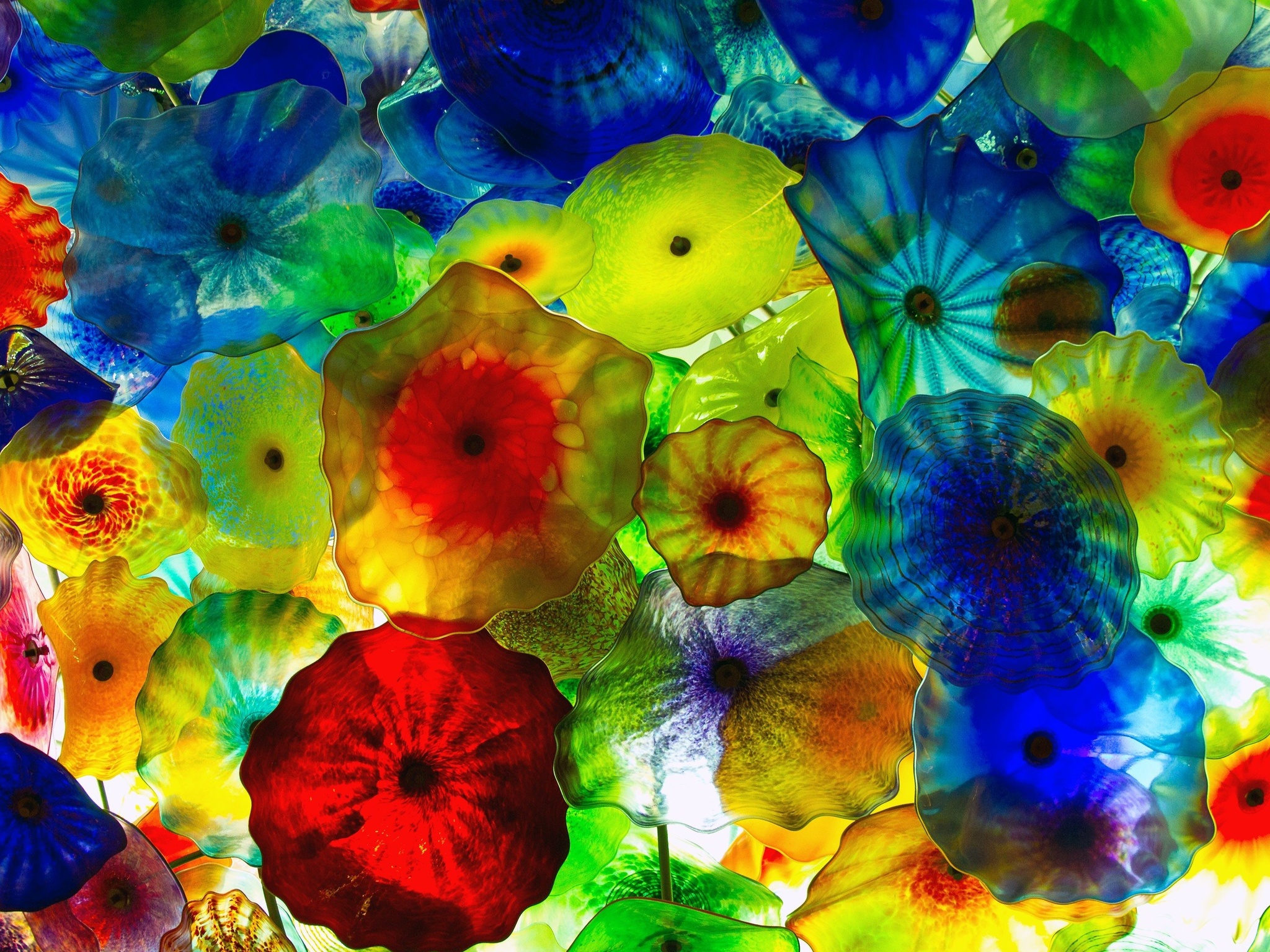 태블릿 용 4k 배경 화면,푸른,화려 함,꽃,꽃잎,식물