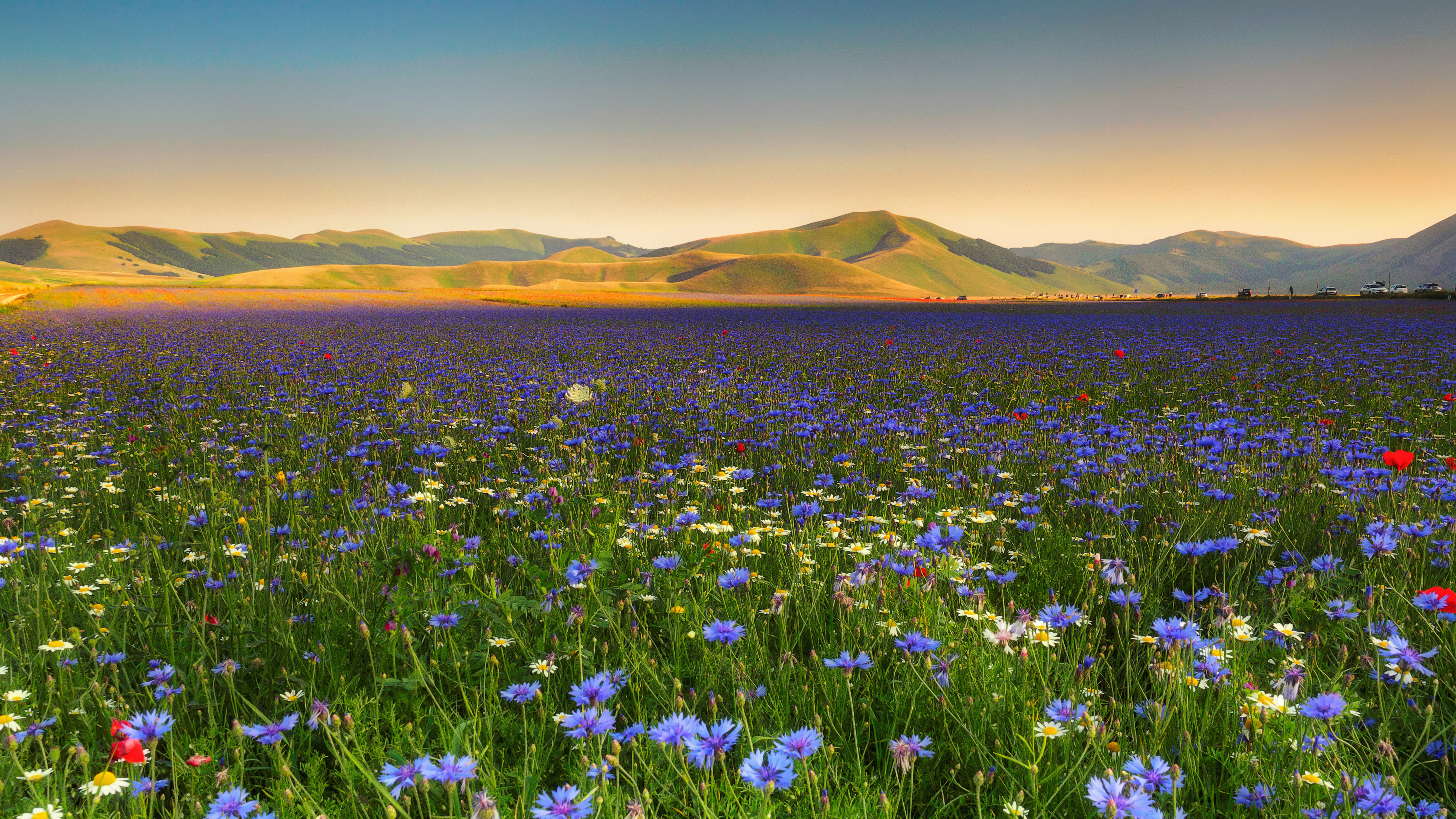 4k immagini sfondi,paesaggio naturale,prato,natura,fiore,fiore di campo