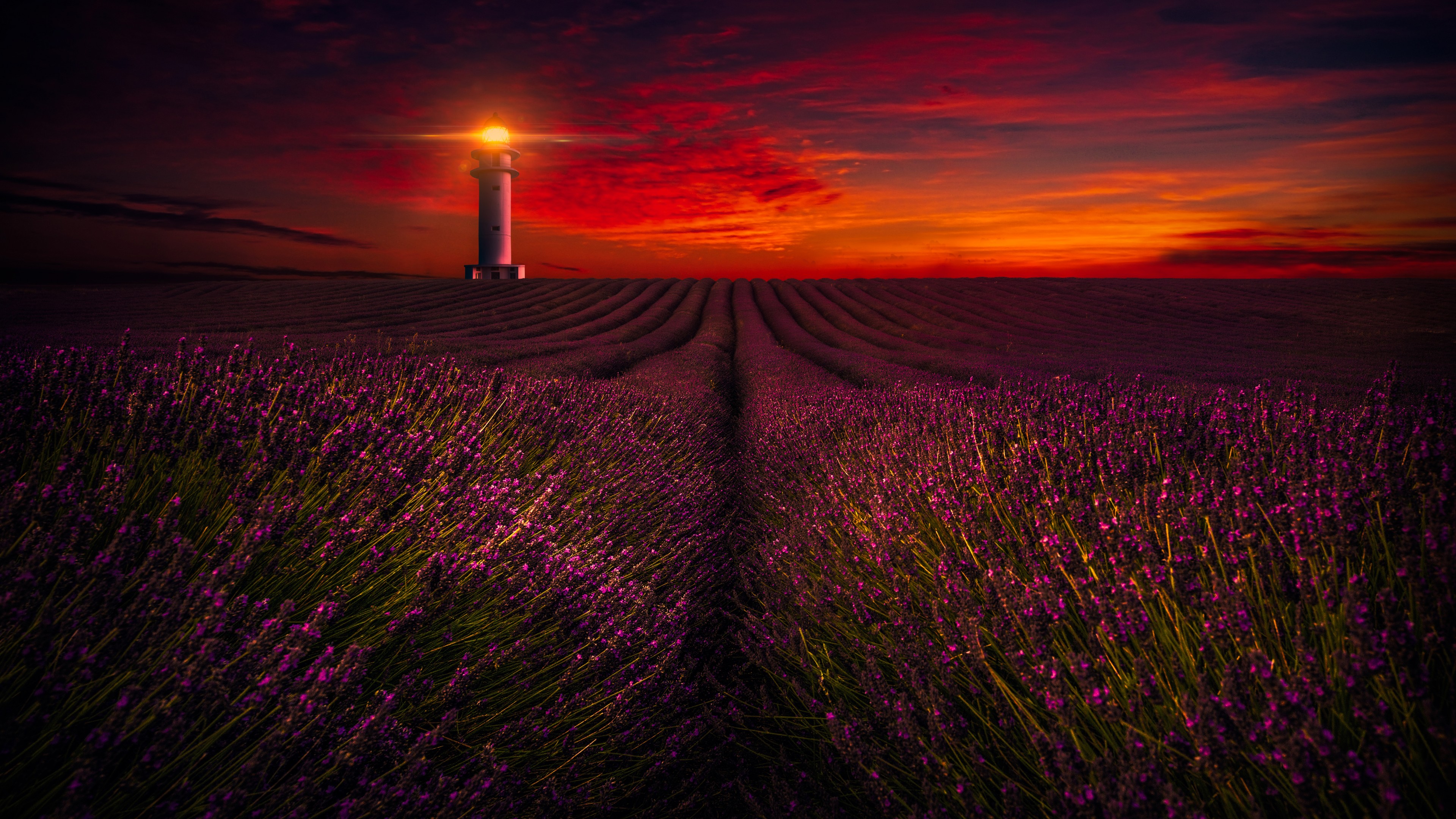 4k hd desktop wallpapers,sky,field,lavender,purple,horizon