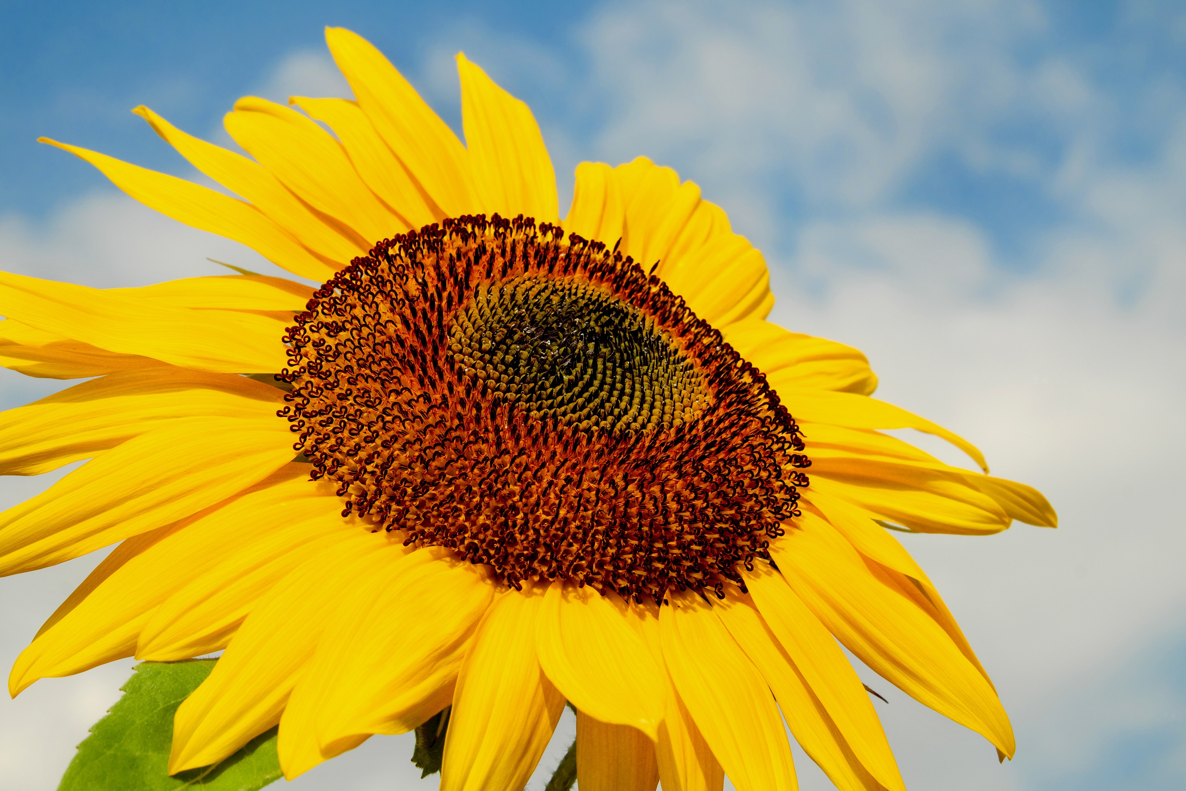 4k immagine di sfondo,girasole,pianta fiorita,fiore,giallo,cielo