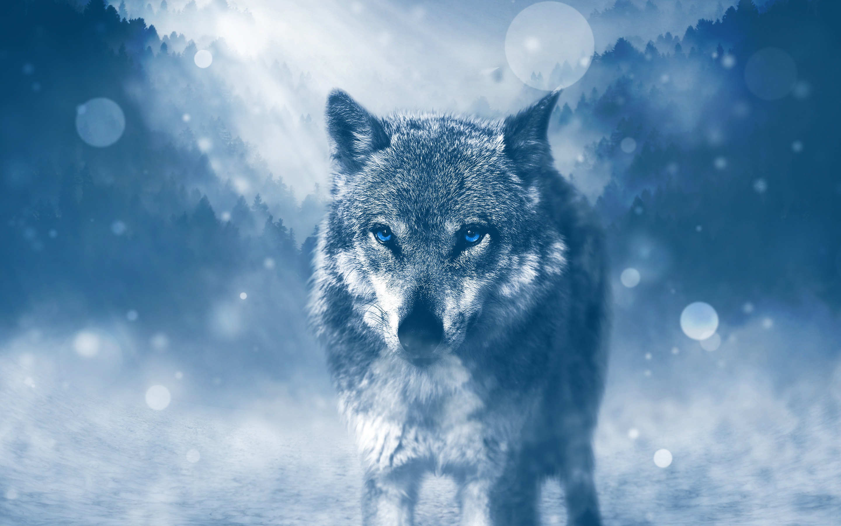 fond d'écran photo 4k,loup,bleu,ciel,lumière,faune
