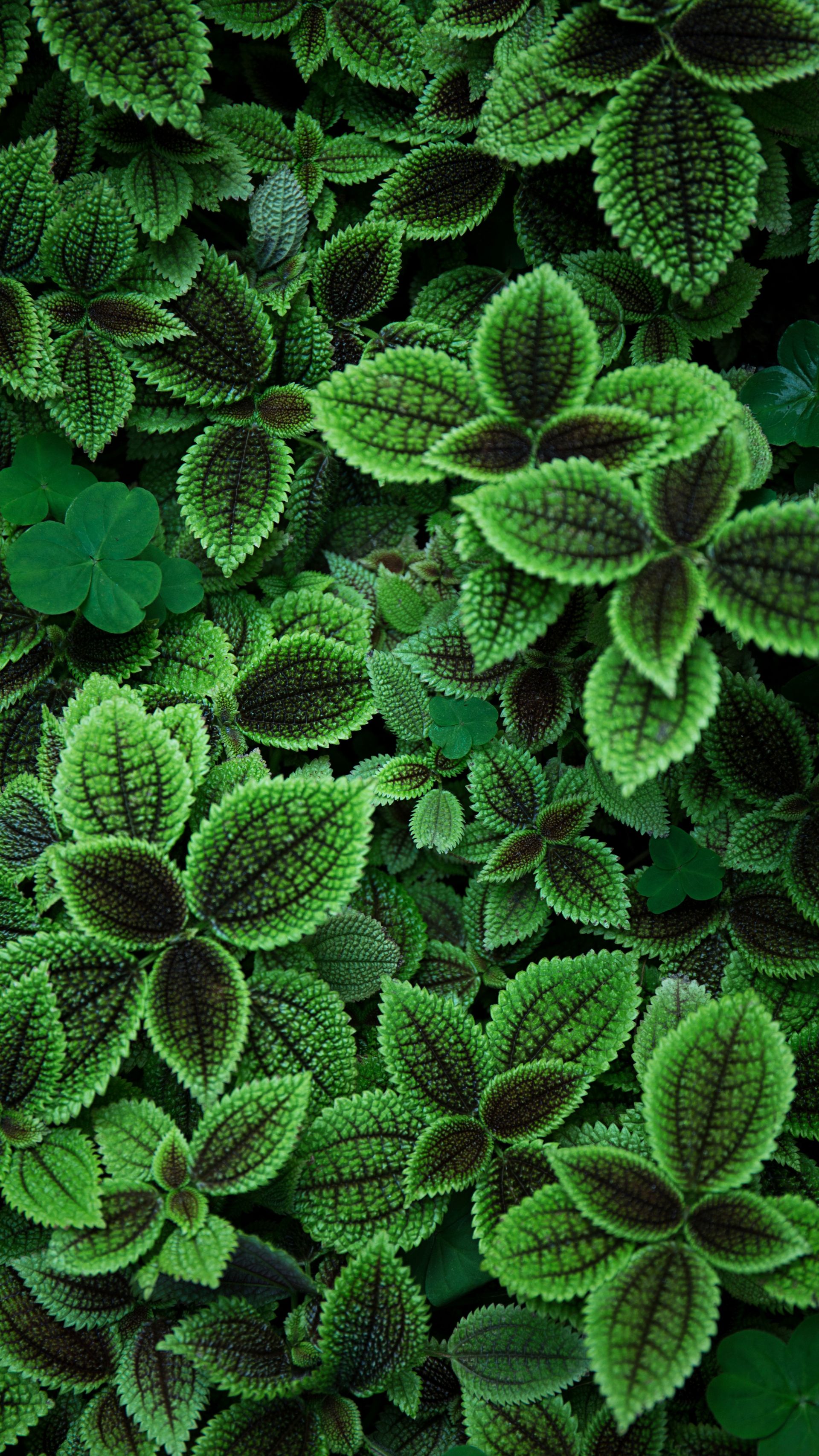 sfondi per telefono uhd,verde,foglia,pianta,fiore,groundcover