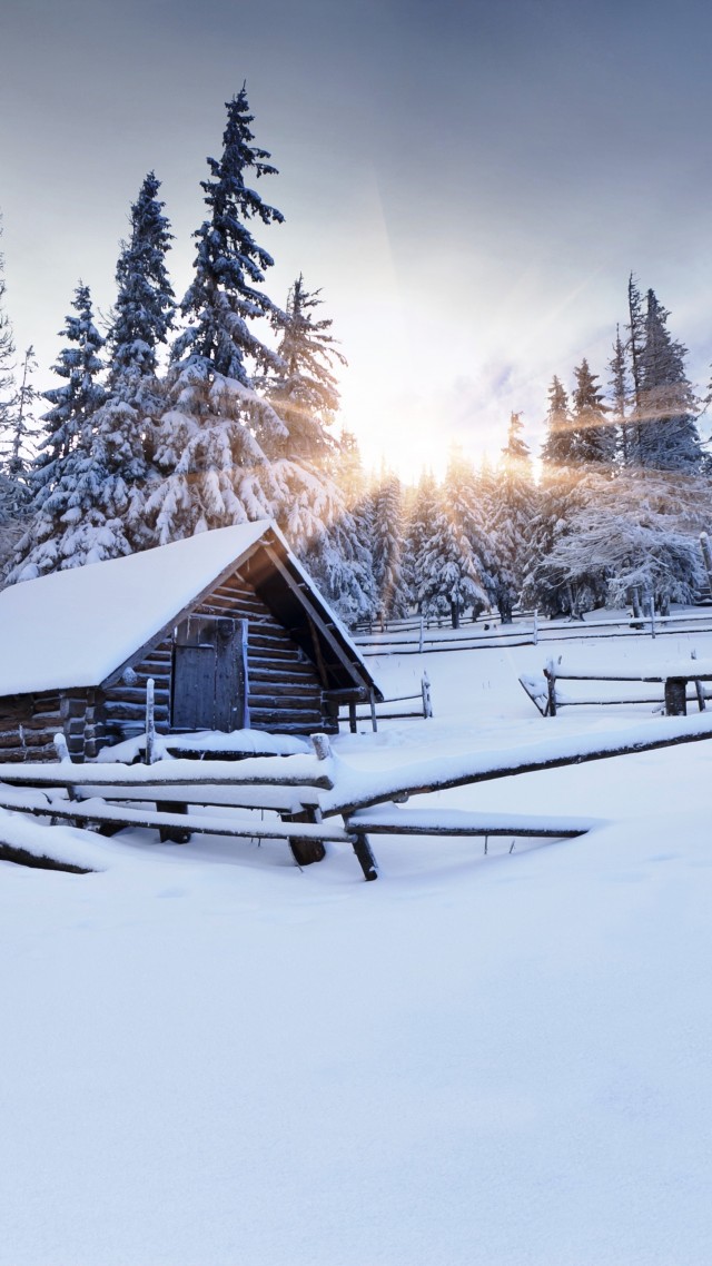 4k picture wallpaper,snow,winter,tree,sky,freezing