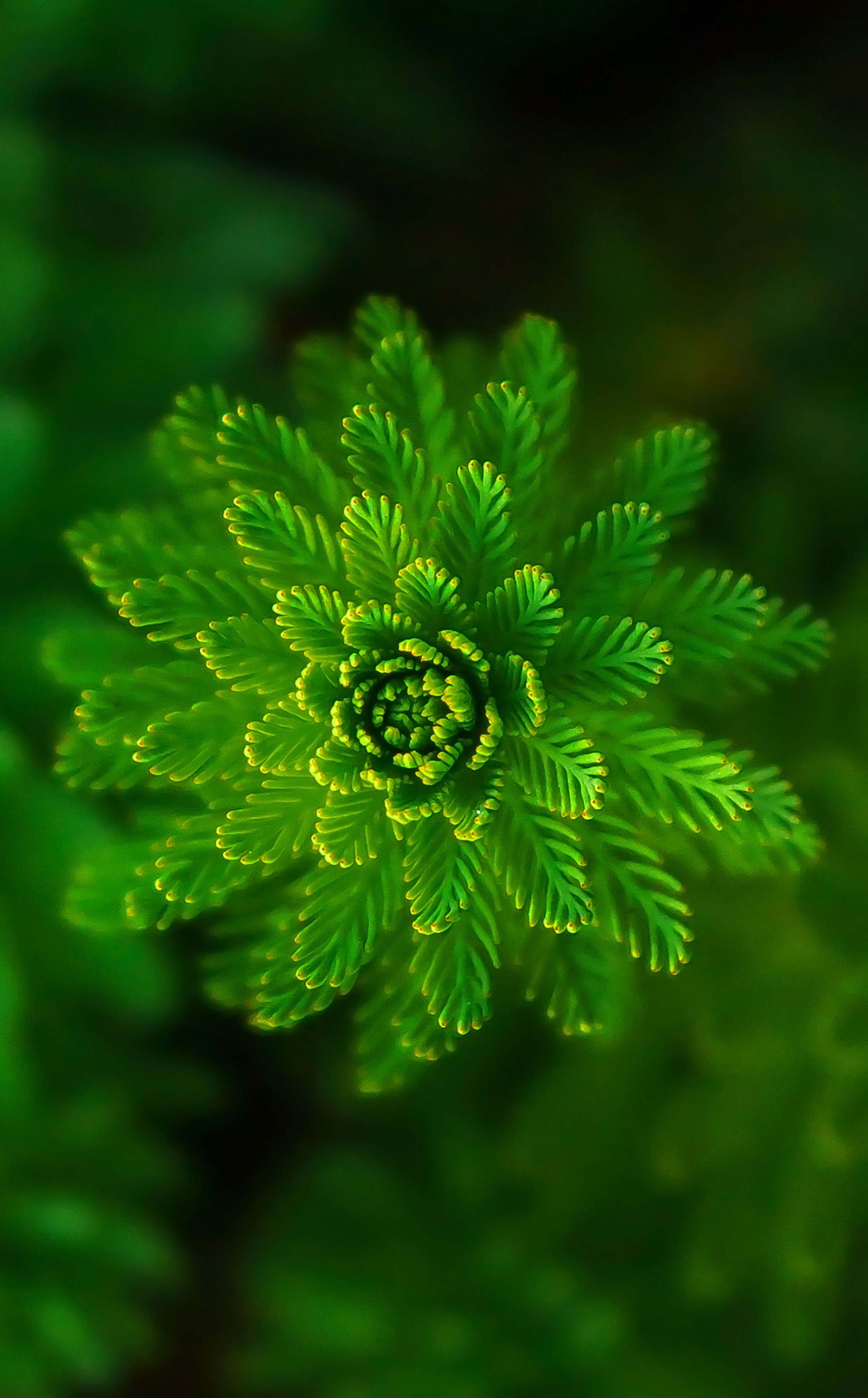 ultra high resolution wallpaper,green,flower,plant,leaf,flowering plant