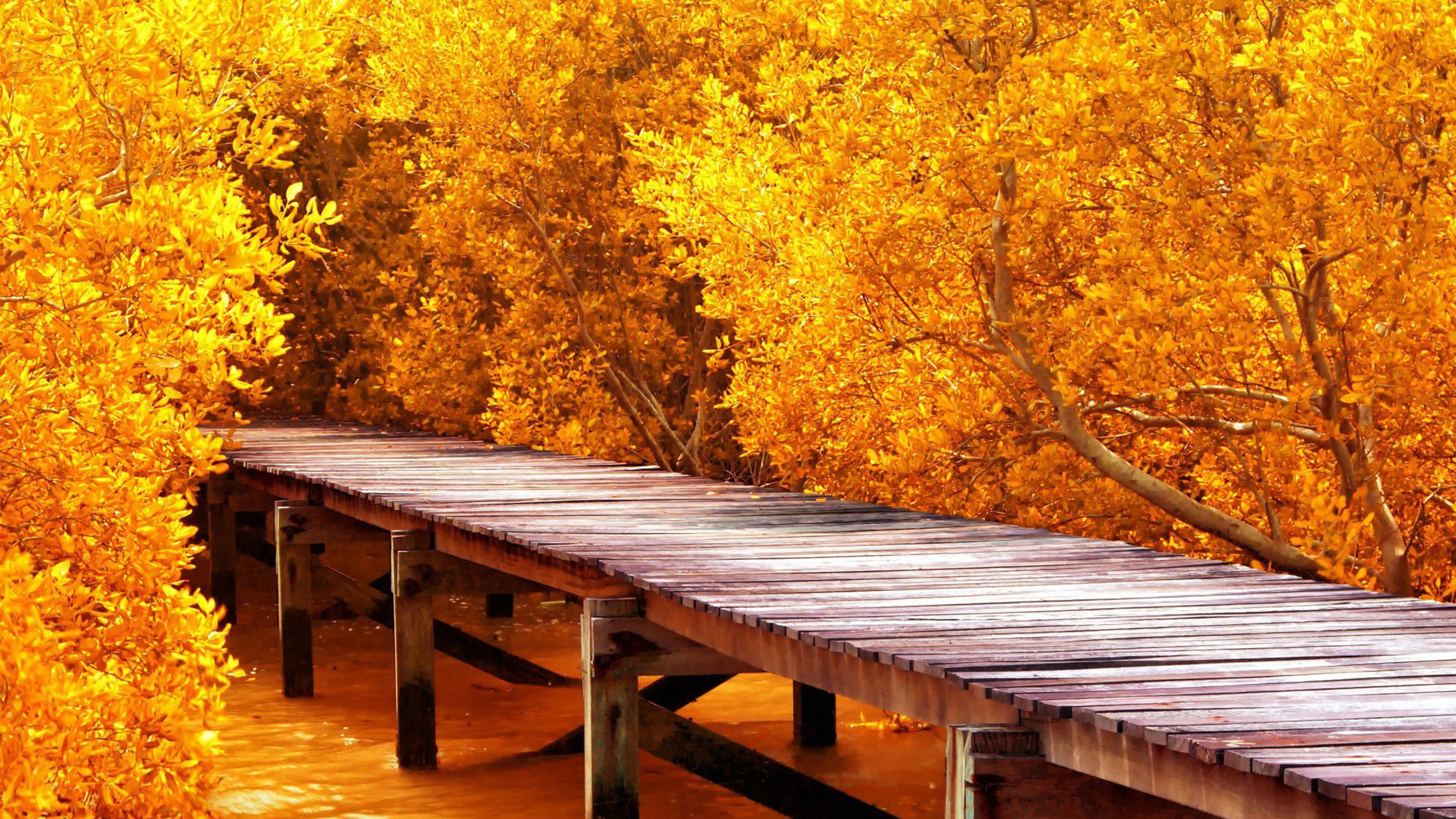 4k ultra hd natur tapeten,natur,natürliche landschaft,blatt,baum,herbst