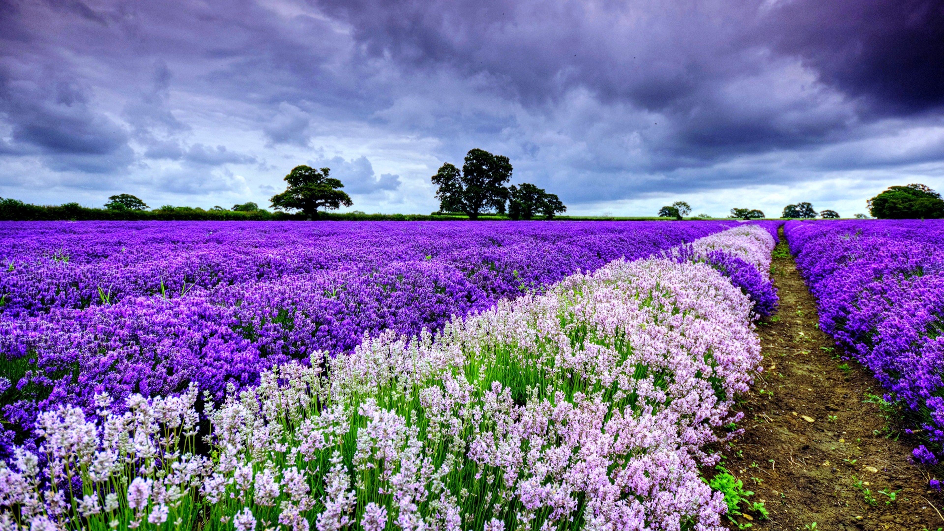 fondos de pantalla 4k ultra hd de naturaleza,planta floreciendo,lavanda,flor,lavanda inglesa,púrpura