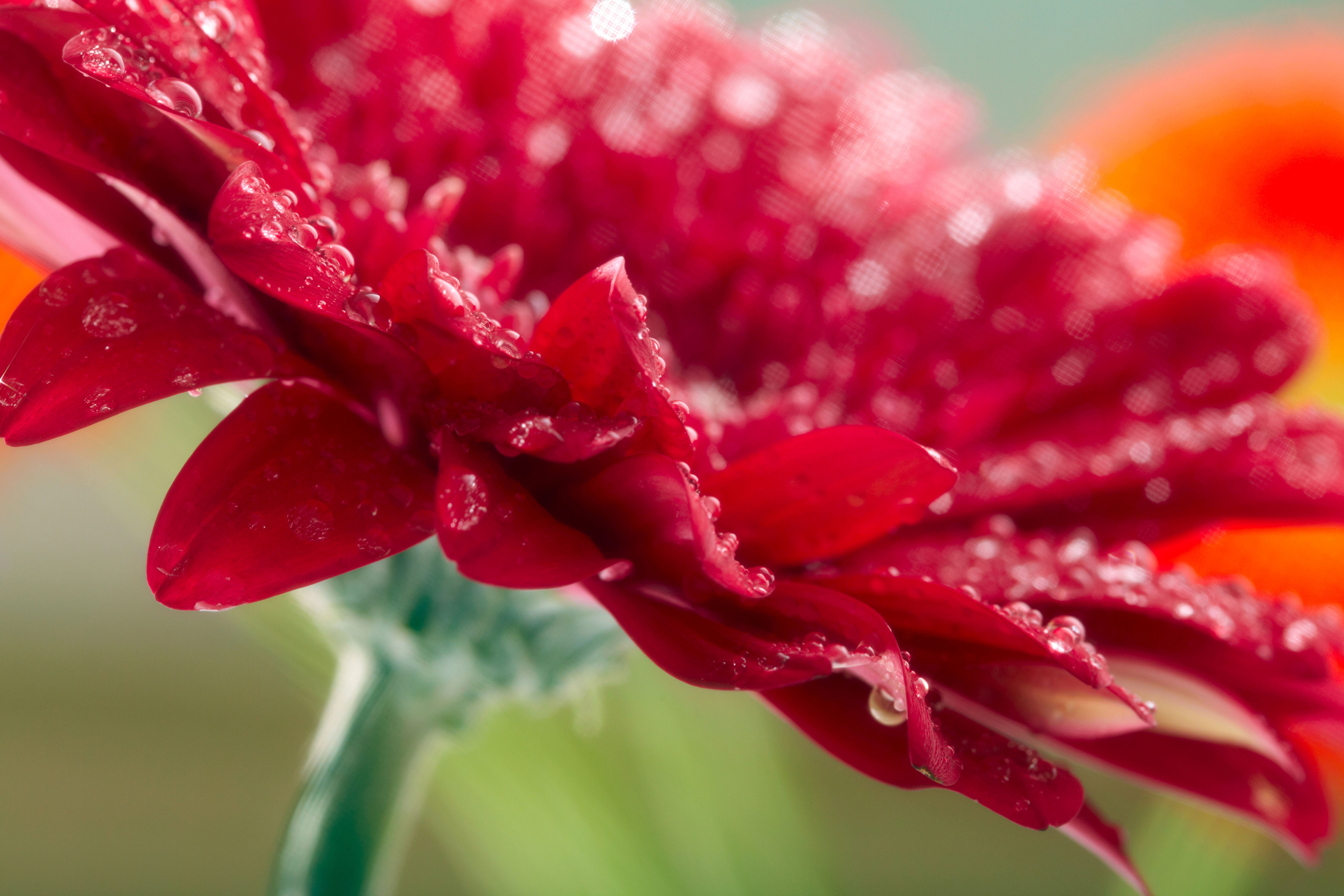 8k 꽃 월페이퍼,꽃잎,빨간,물,꽃,매크로 사진