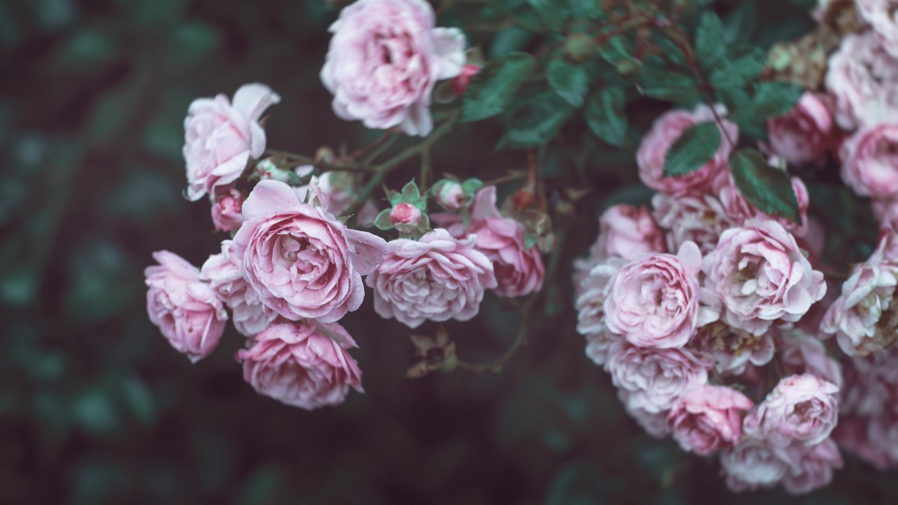 8k flores fondos de pantalla,rosado,rosas de jardín,flor,rosa,pétalo