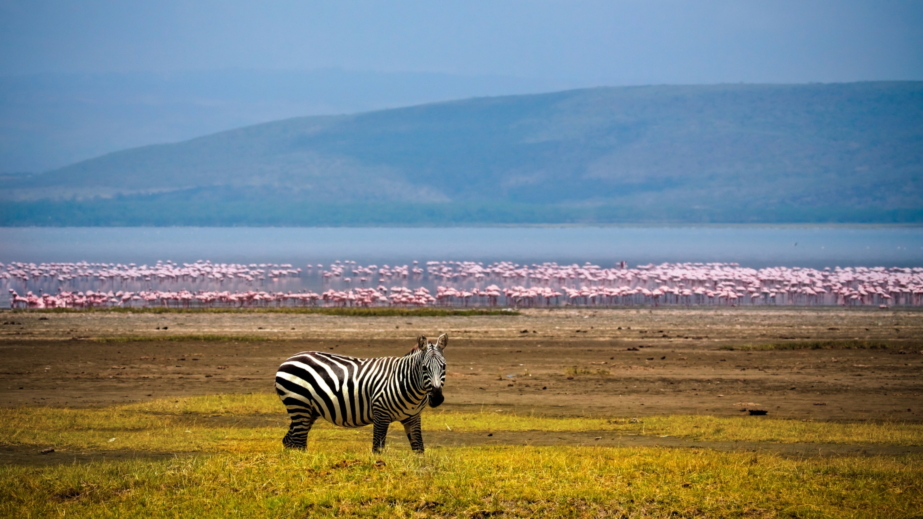 background 4k wallpaper,zebra,grassland,wildlife,natural environment,savanna