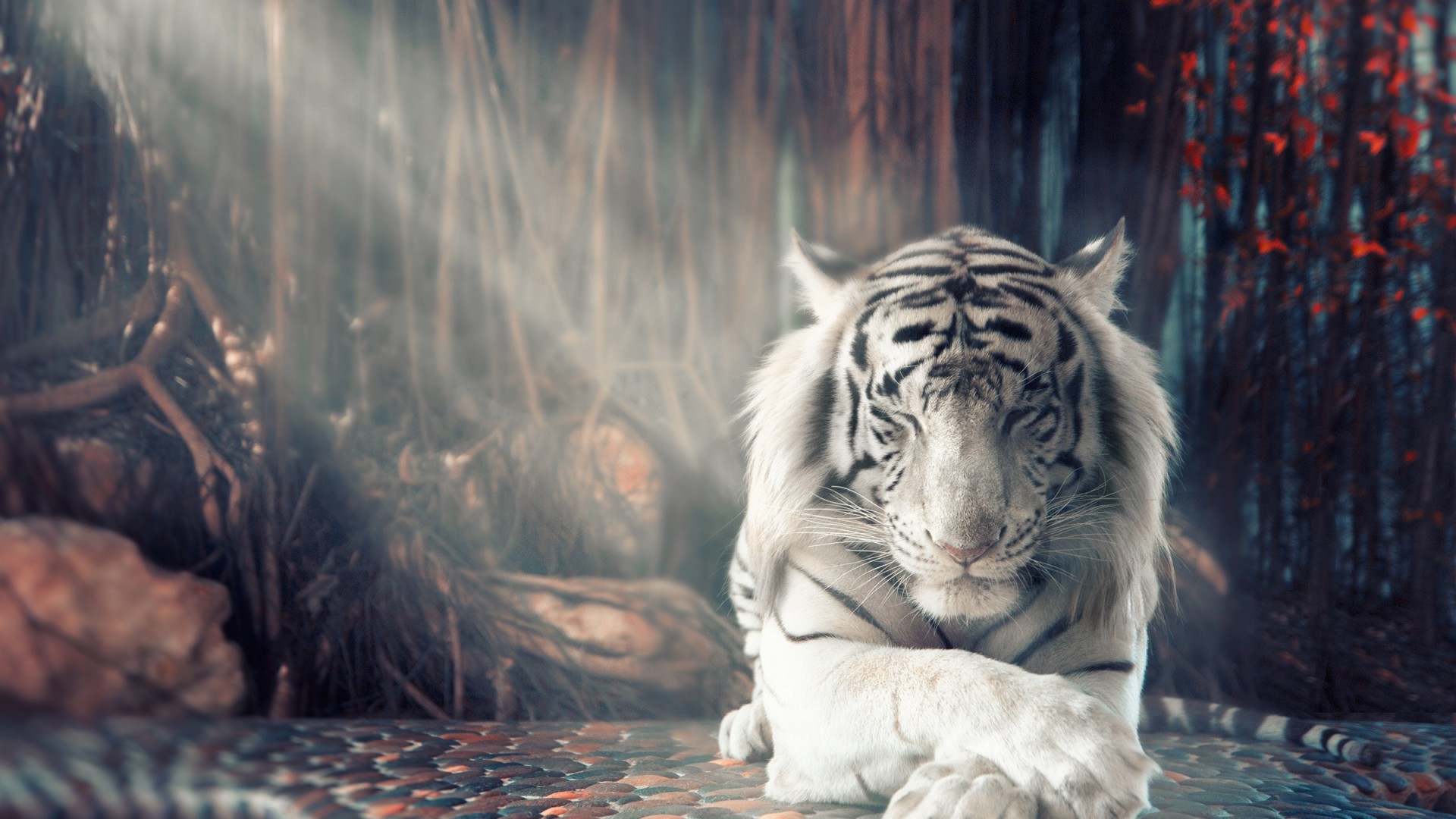 ks wallpaper hd,tigre,tigre del bengala,natura,felidae,tigre siberiana