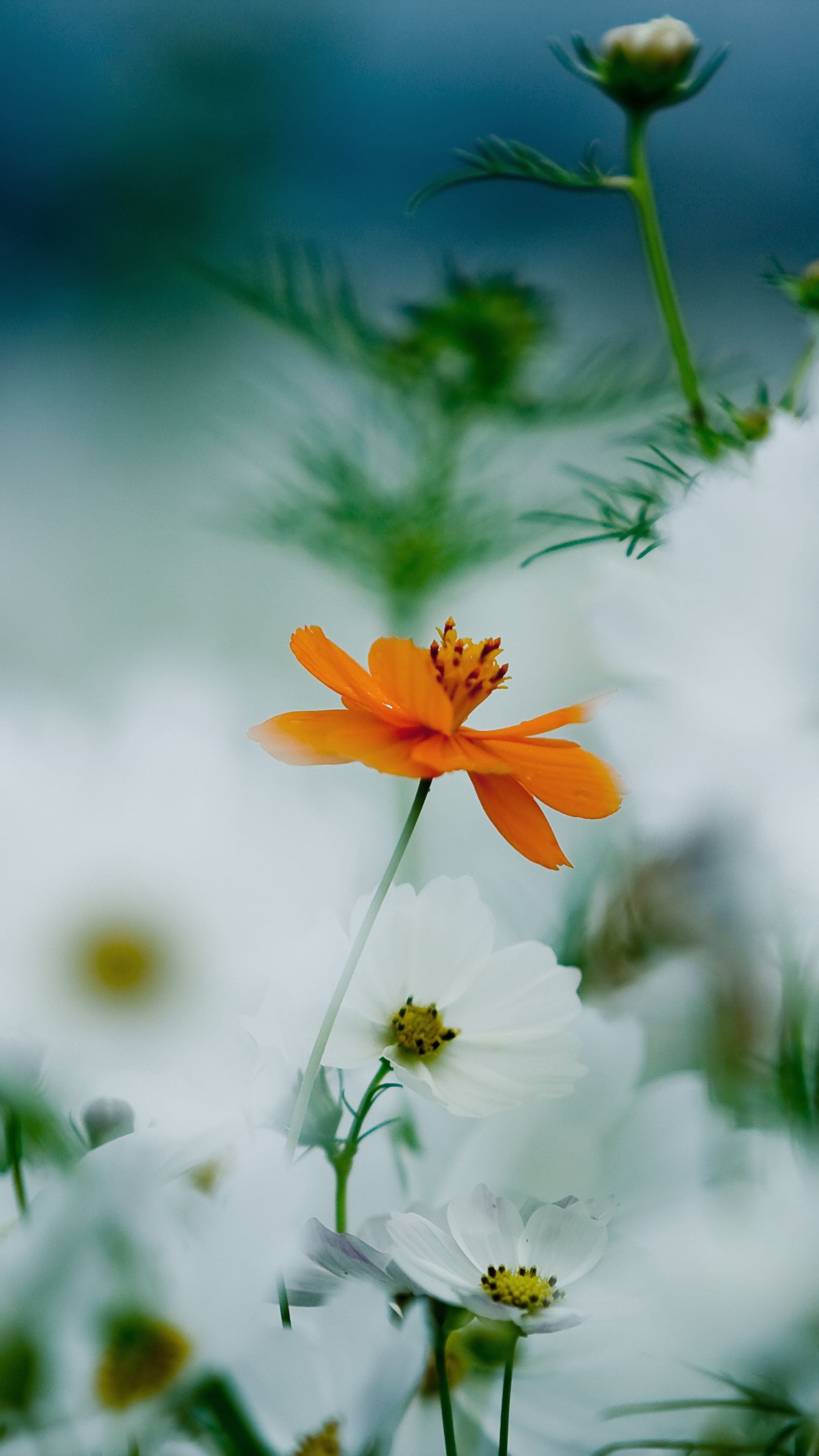 8k blumen tapeten,blume,blühende pflanze,natur,blütenblatt,pflanze