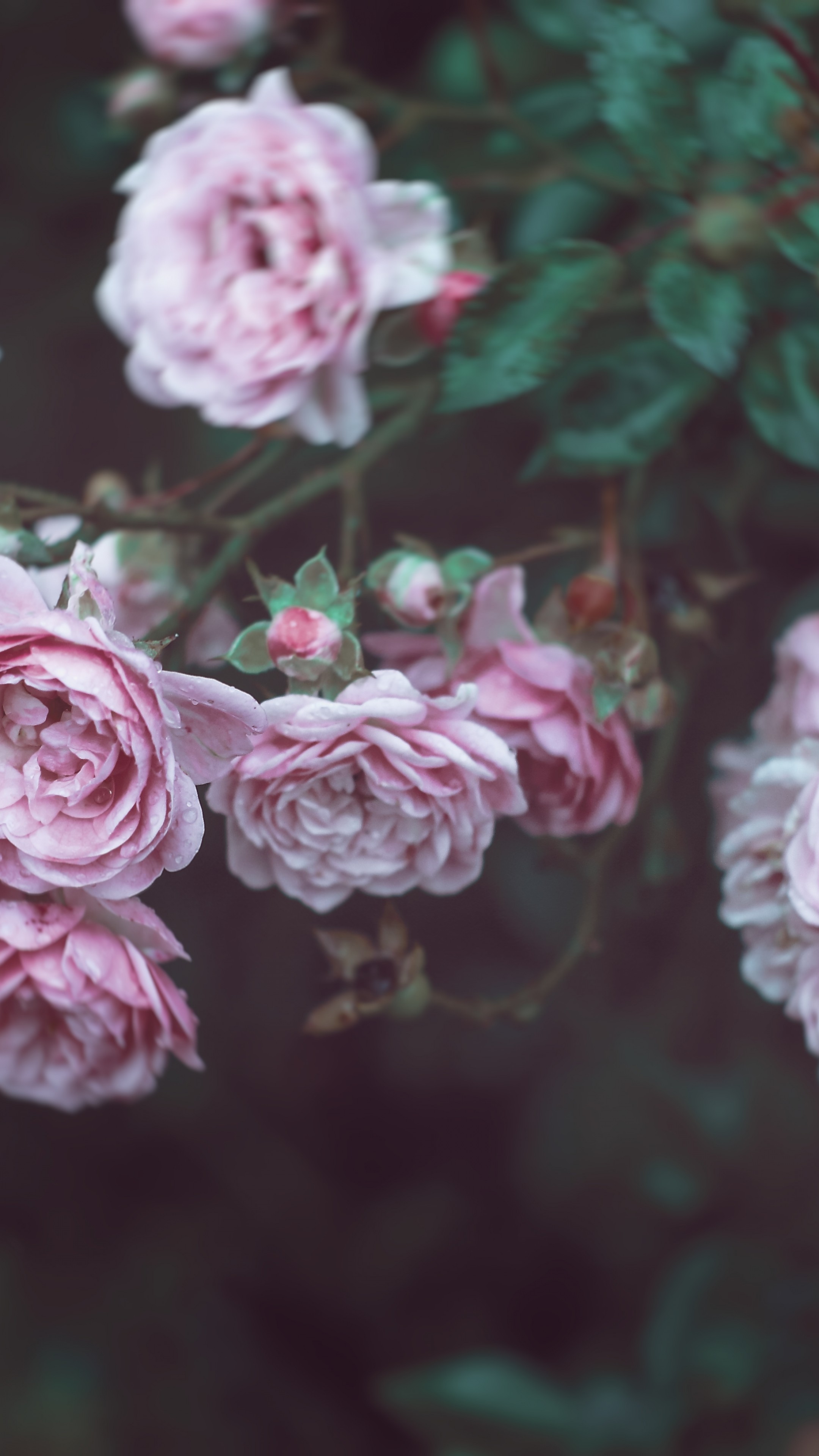 8k 꽃 월페이퍼,꽃,분홍,로사 센티 폴리아,정원 장미,장미
