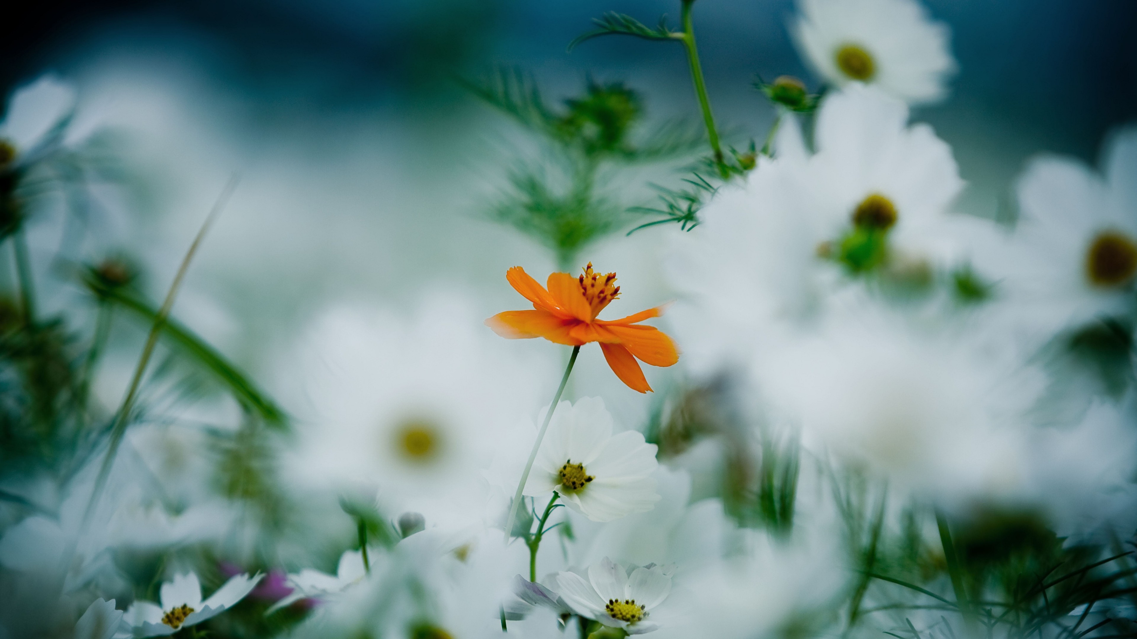 8k fleurs fonds d'écran,fleur,plante à fleurs,la nature,pétale,plante