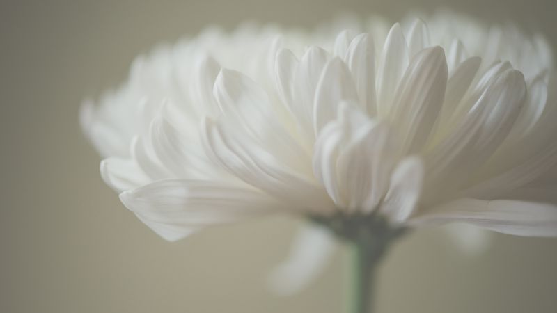 fond d'écran 4k,blanc,pétale,fleur,plante,fermer