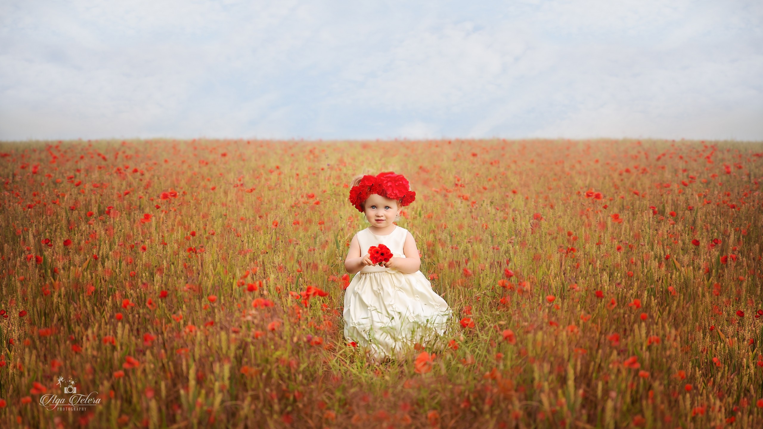 8k sfondi di fiori,campo,prateria,rosso,prato,coquelicot