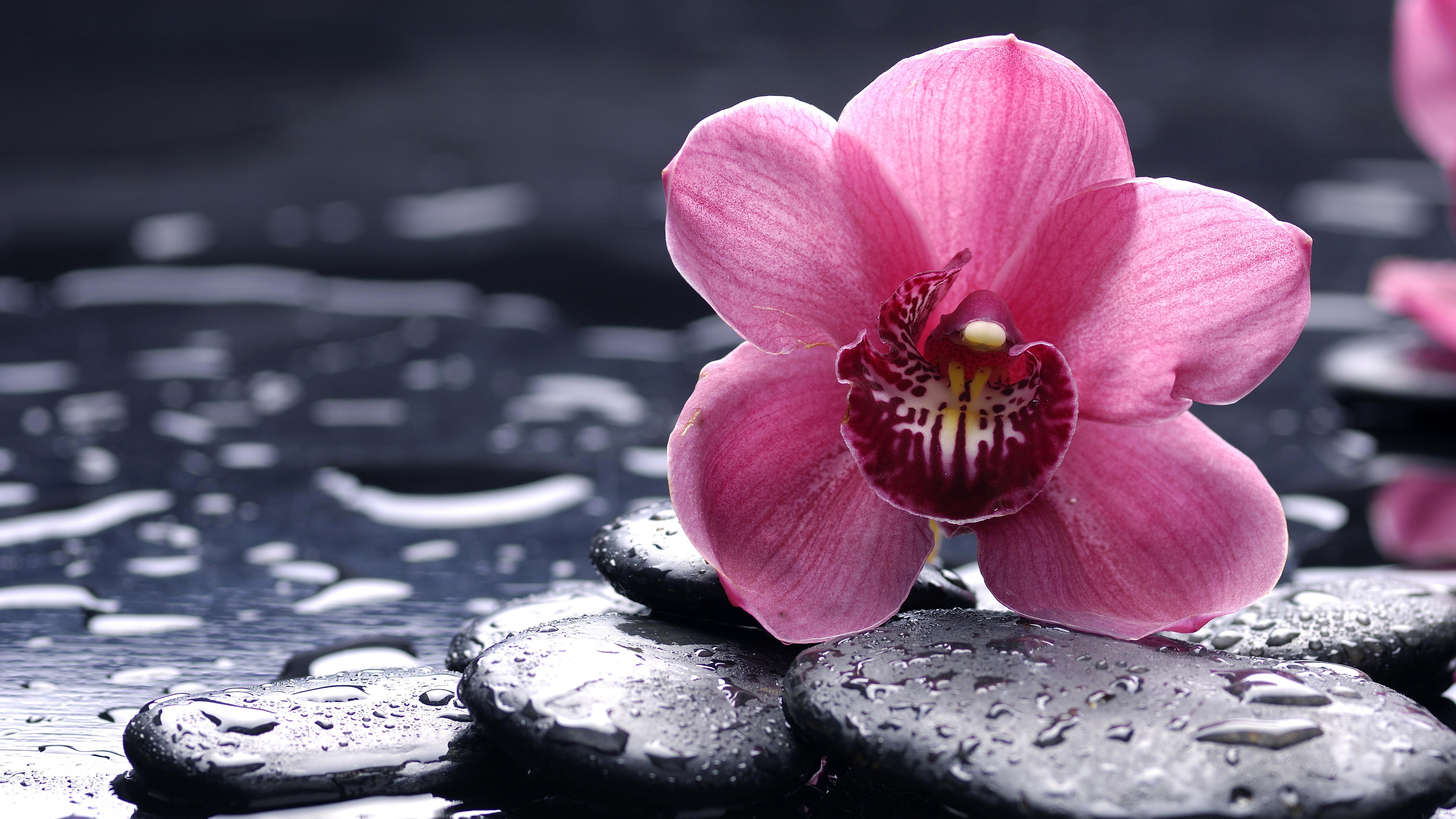 8k flores fondos de pantalla,planta floreciendo,pétalo,flor,rosado,planta