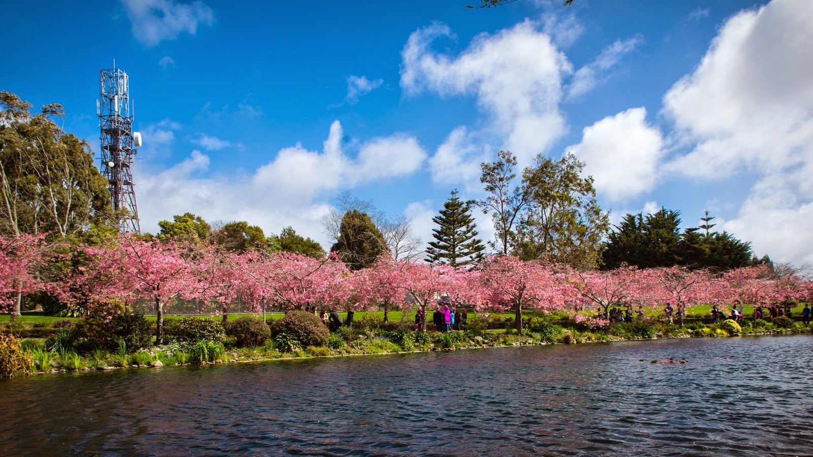 超hd自然壁紙,自然,花,自然の風景,花,春