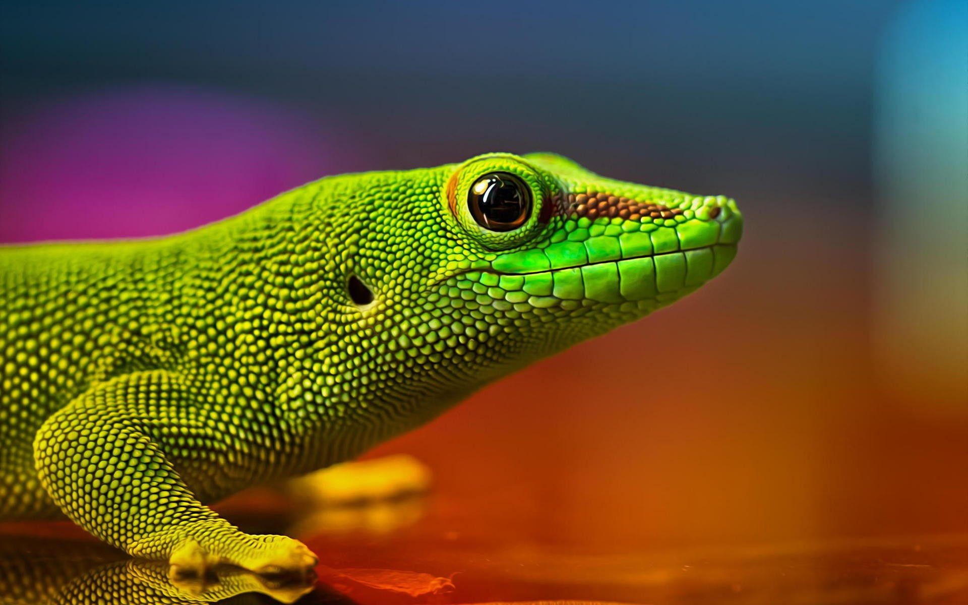 meilleurs fonds d'écran ultra hd,reptile,lézard,vert,gecko,anole