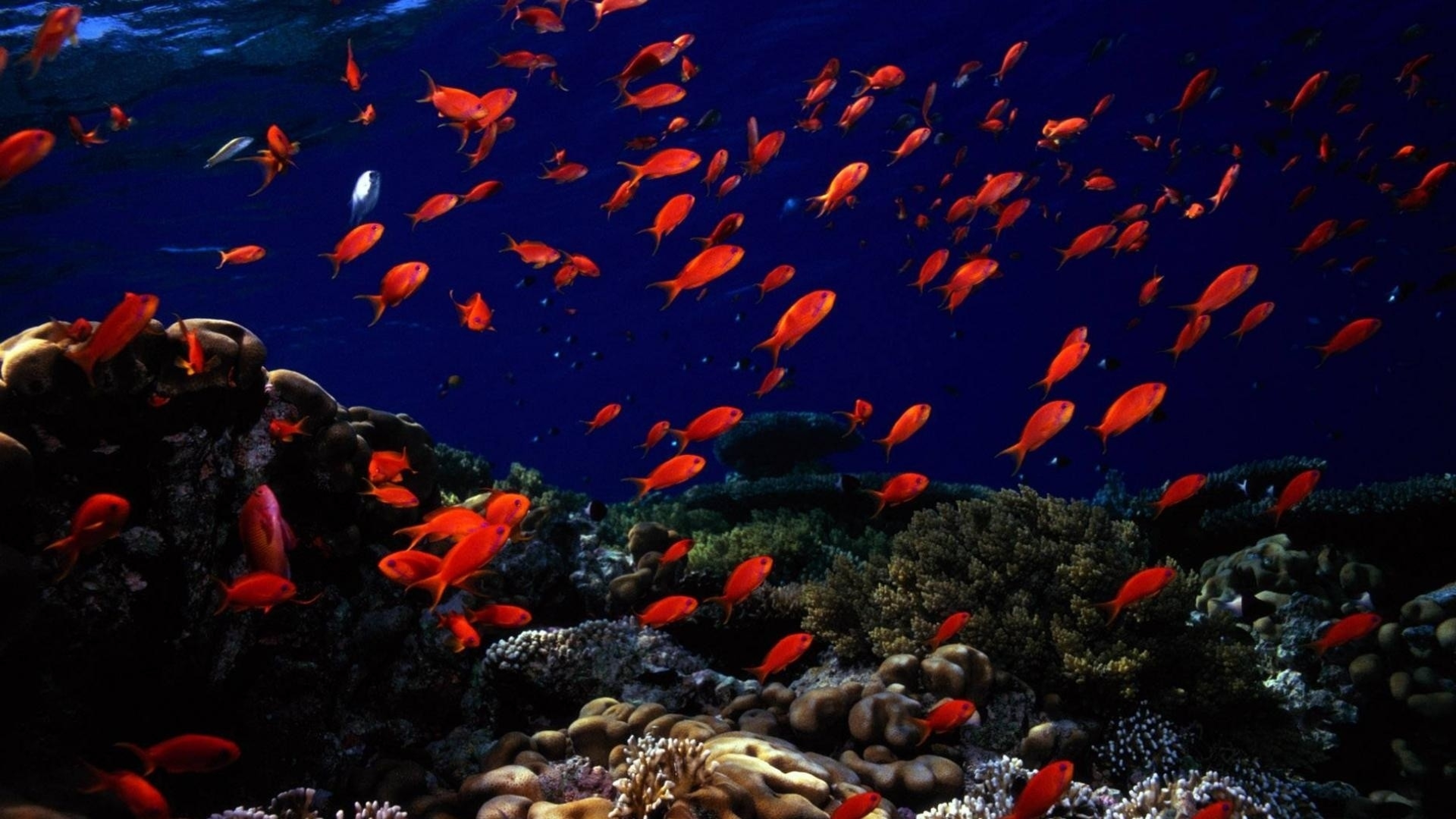 16k ultra hd wallpaper 15360x8640,coral reef,underwater,marine biology,natural environment,water