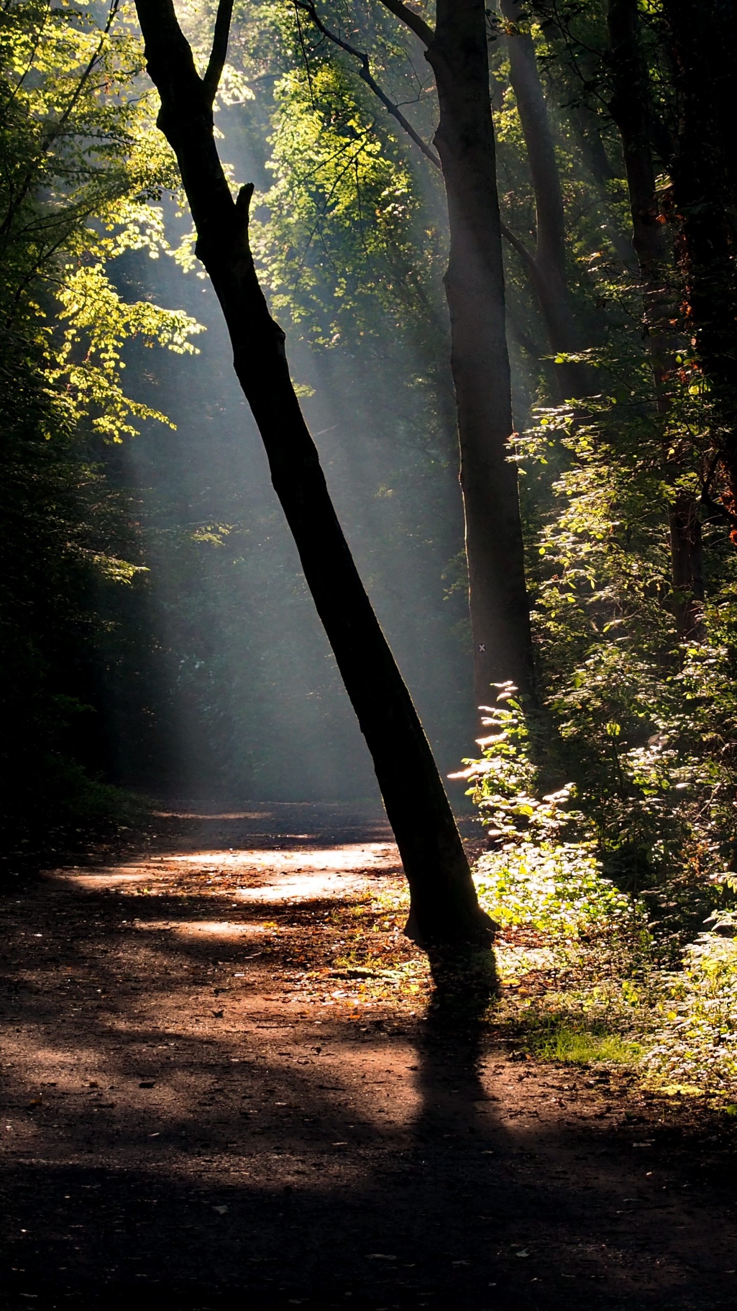 sfondi per smartphone 4k,paesaggio naturale,natura,albero,luce del sole,foresta