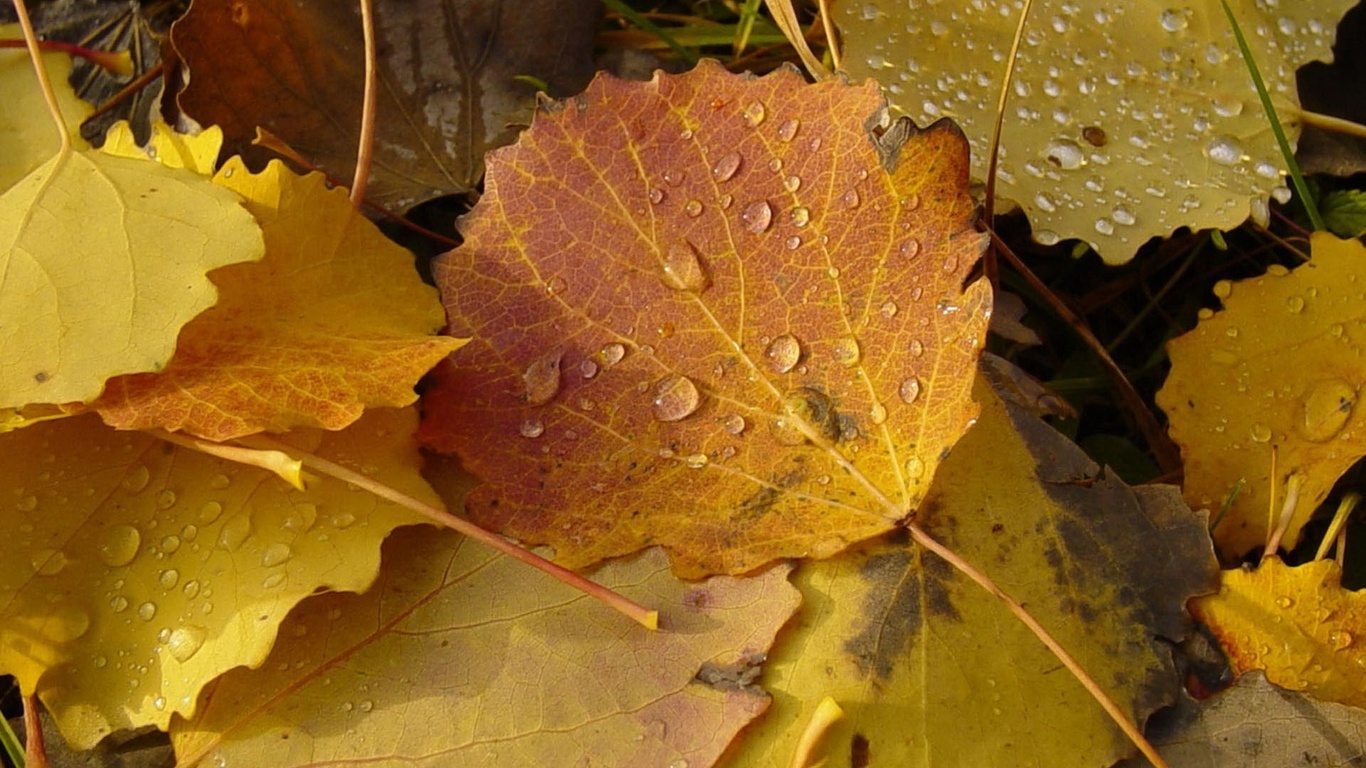 wallpaper 9855x5970,leaf,plant pathology,black maple,grape leaves,yellow