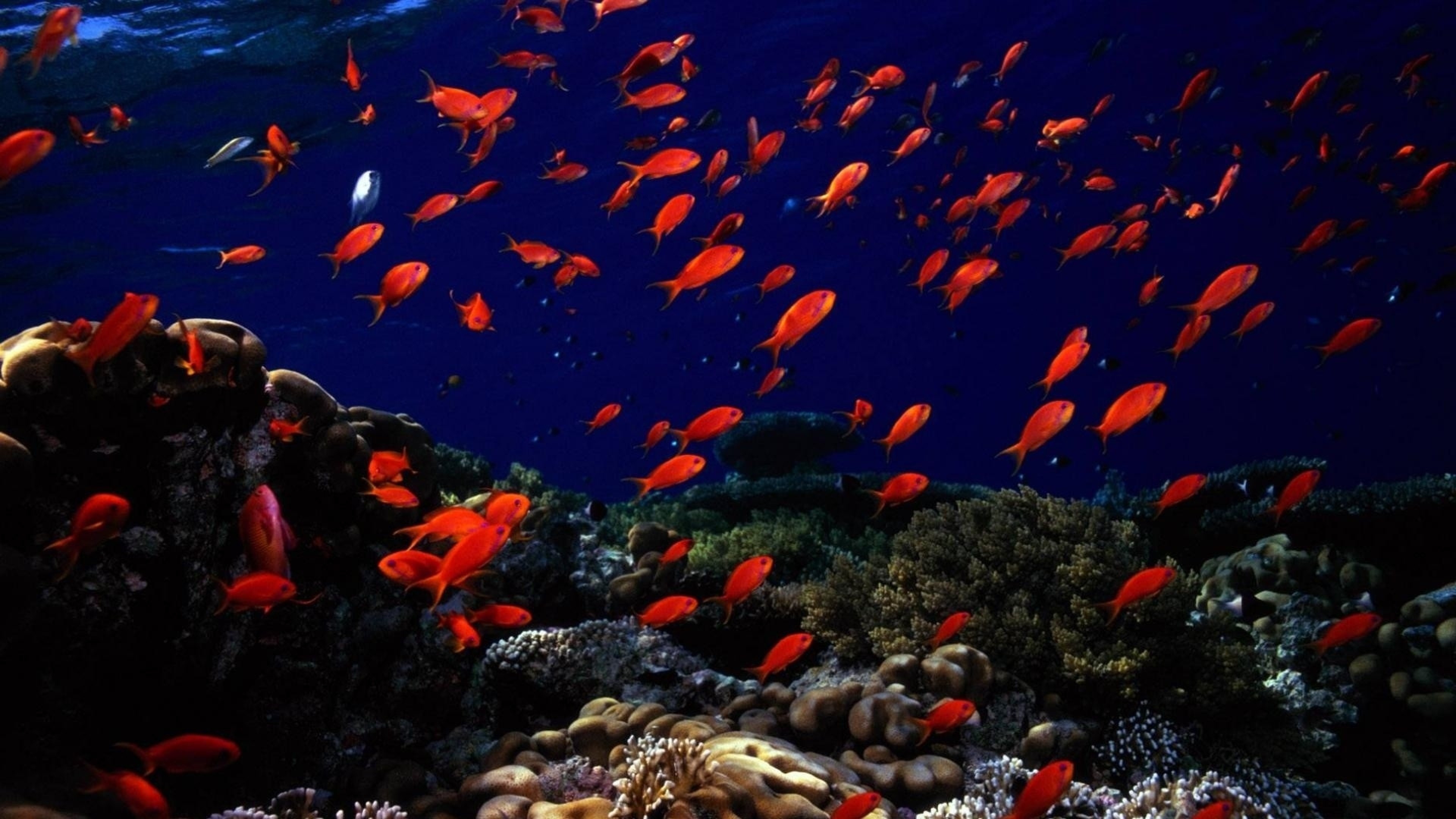 fondo de pantalla ultra hd 16k,arrecife de coral,submarino,biología marina,agua,pez