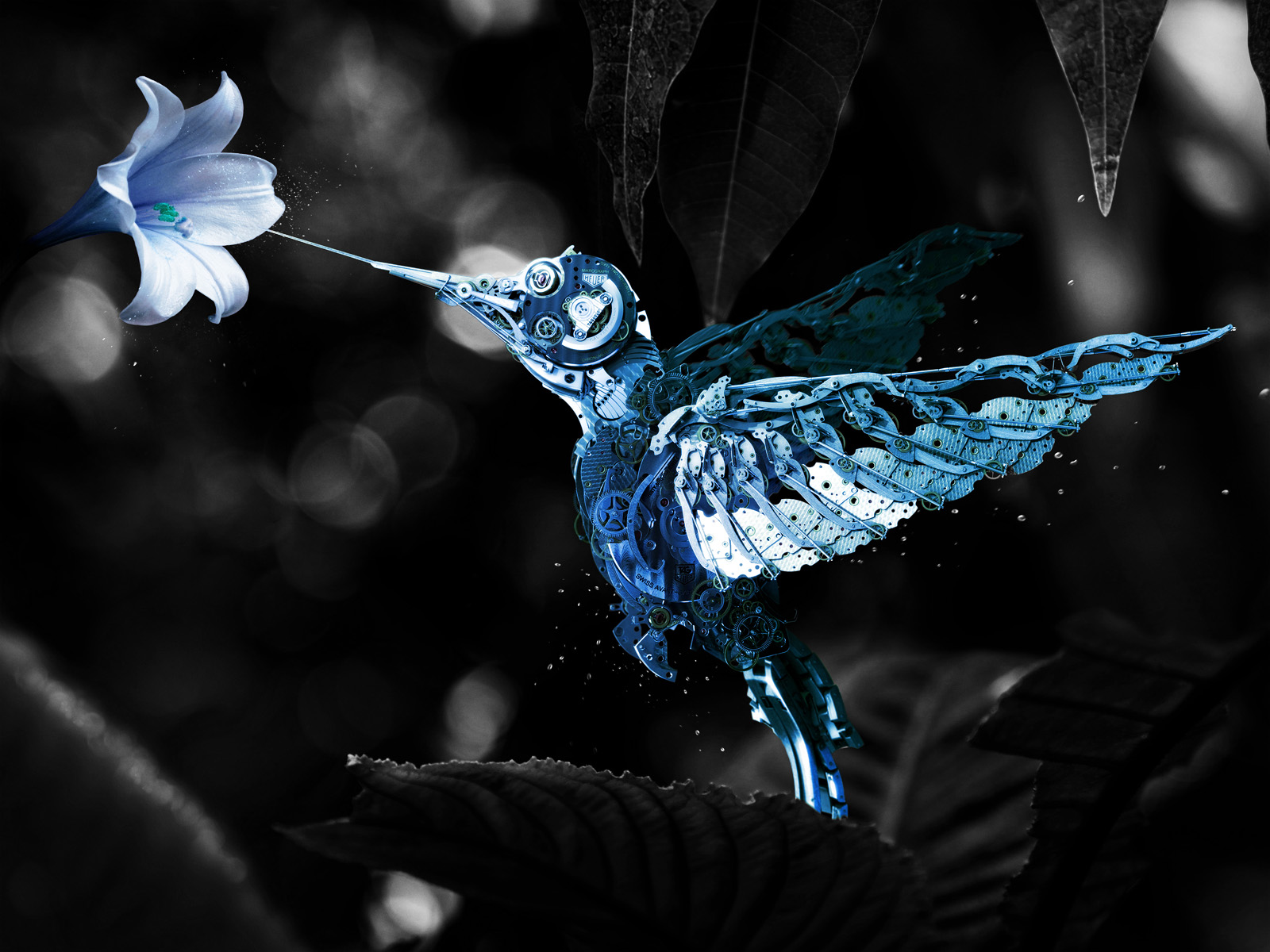 fond d'écran seapunk,colibri,bleu,l'eau,oiseau,aile