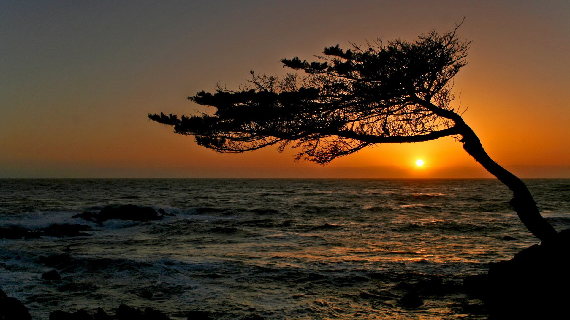 1920x1080p fondo de pantalla,cielo,horizonte,árbol,naturaleza,puesta de sol