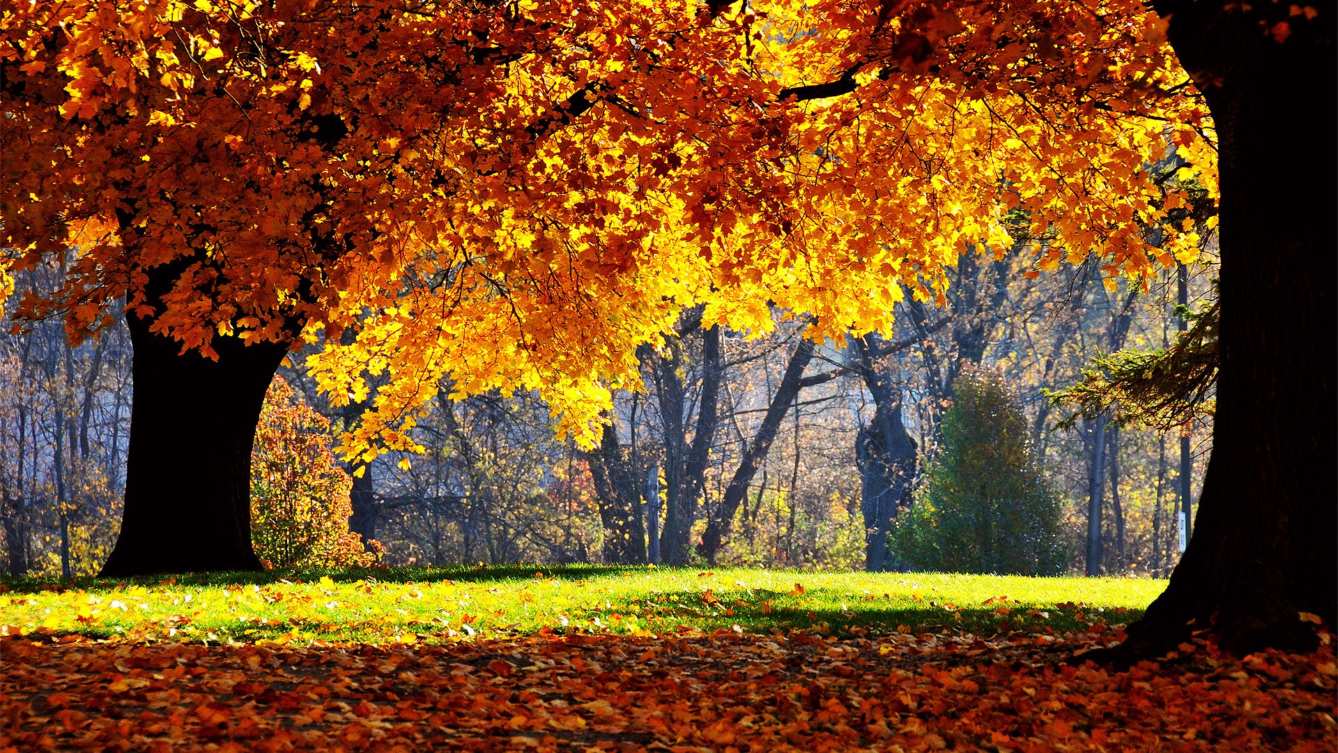 1920x1080p 배경 화면,나무,자연 경관,자연,잎,가을