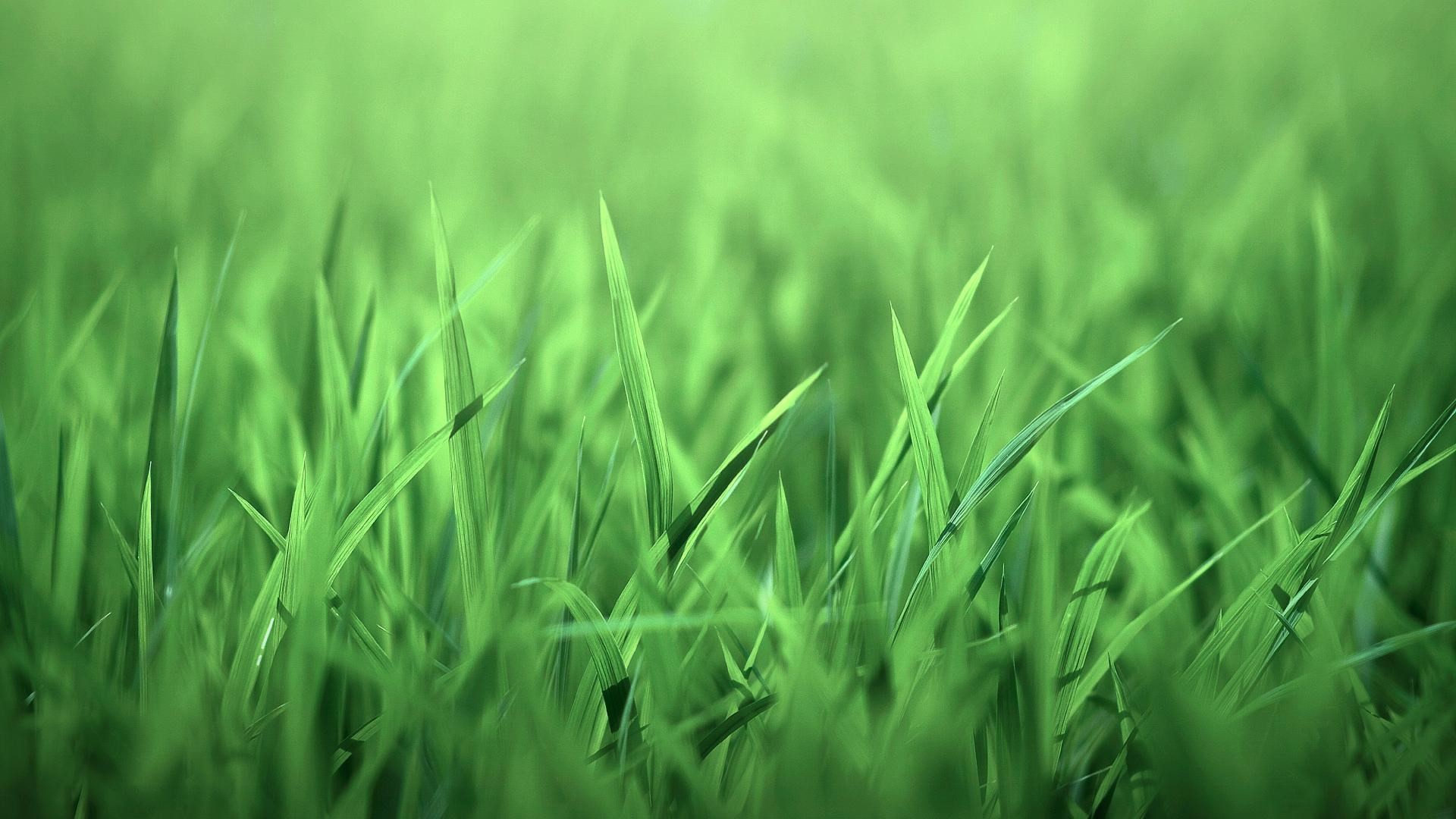 wallpaper vert,green,grass,nature,water,plant