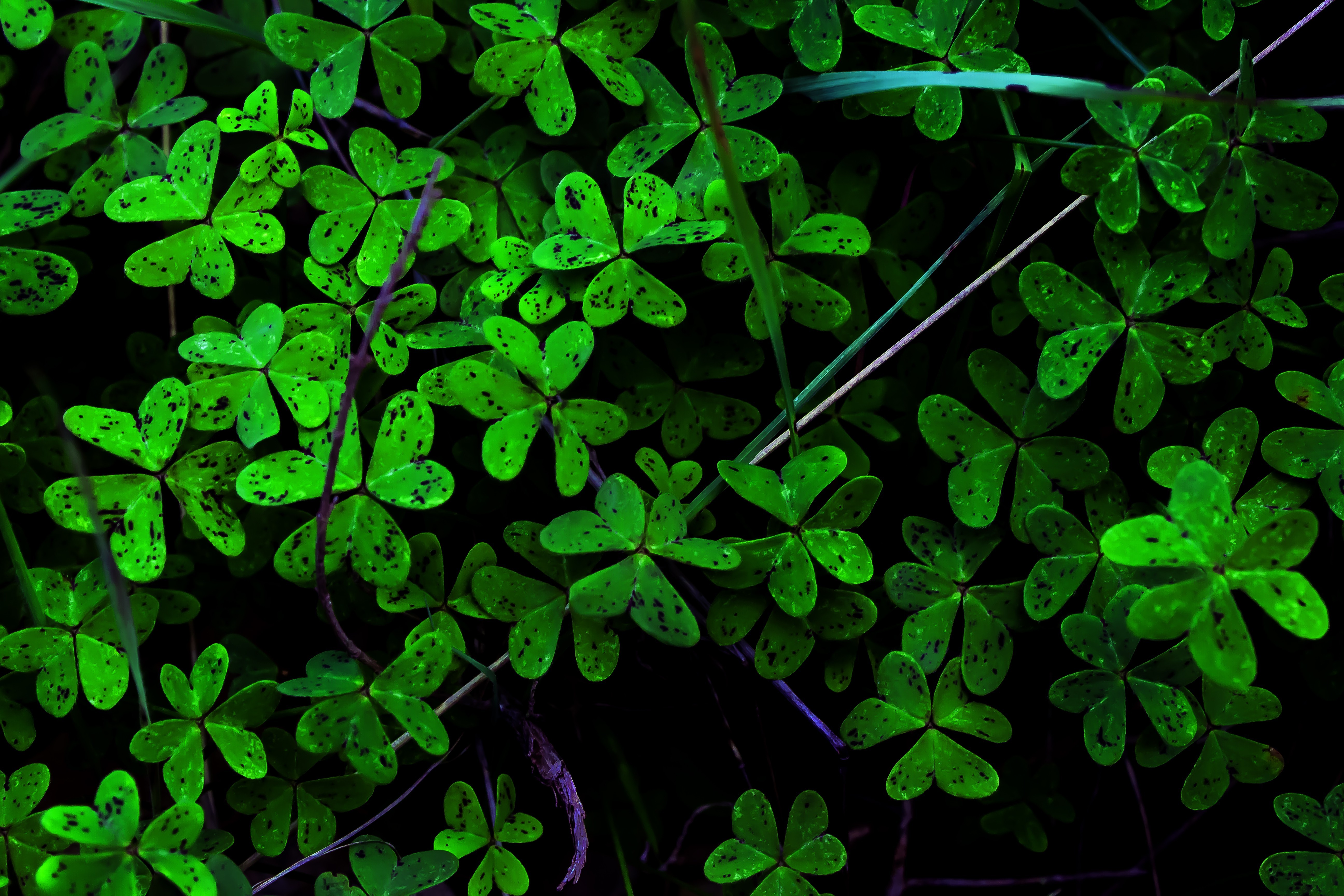 lucky wallpaper hd,green,leaf,vegetation,plant,shamrock