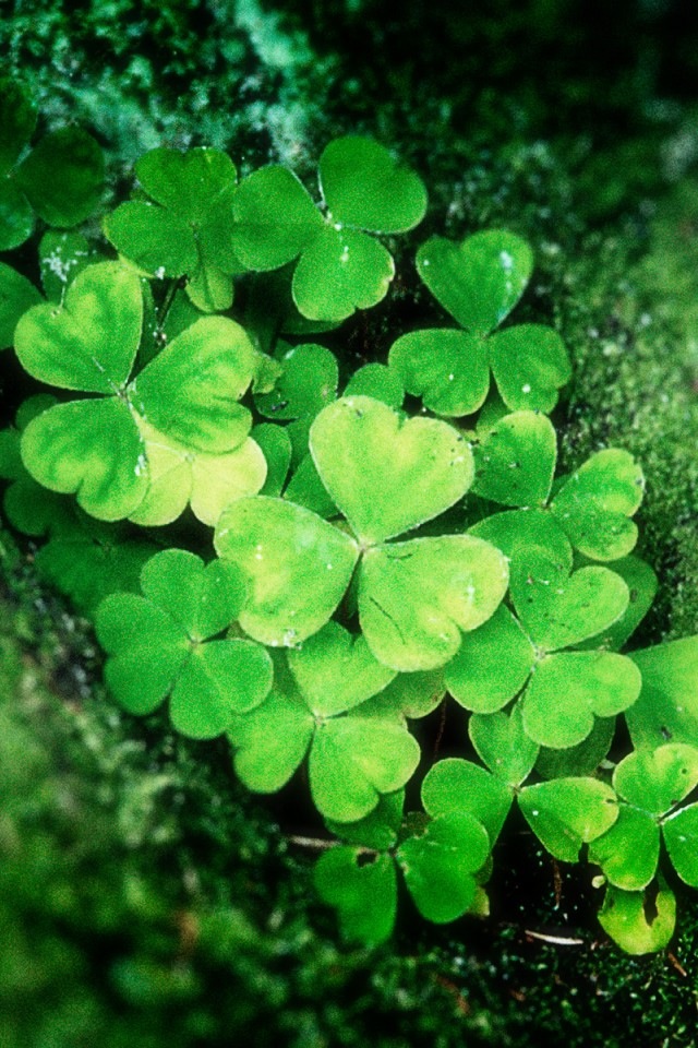 lucky wallpaper hd,leaf,plant,green,shamrock,flower