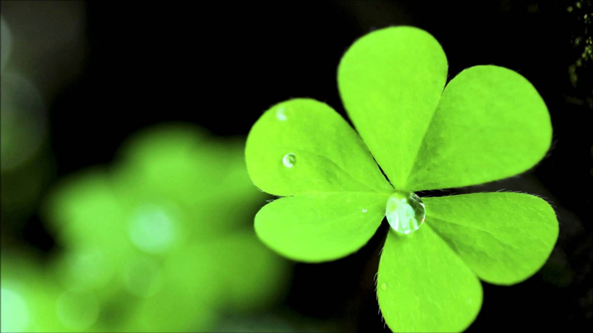 lucky wallpaper hd,green,leaf,petal,plant,flower