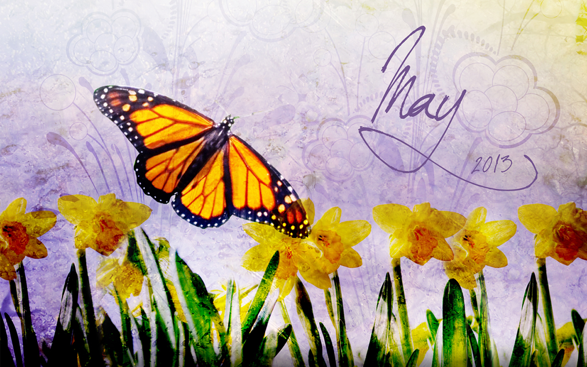 may desktop wallpaper,butterfly,monarch butterfly,moths and butterflies,viceroy (butterfly),brush footed butterfly