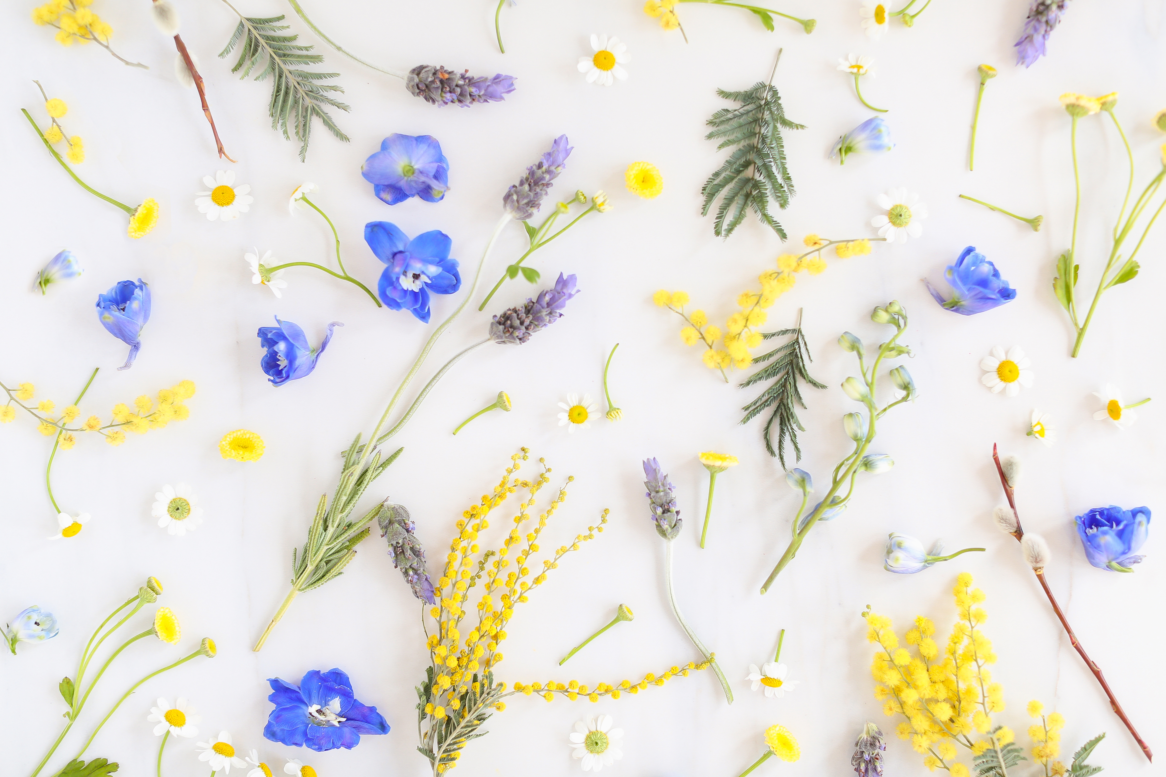 may desktop wallpaper,botany,pedicel,wildflower,plant,flower