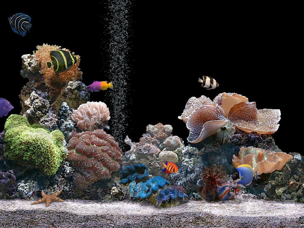 壁紙qui bouge,リーフ,水族館,サンゴ礁,石サンゴ,淡水水族館