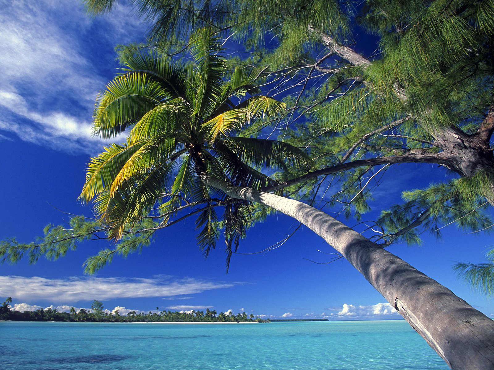 normale sfondo hd,albero,natura,cielo,paesaggio naturale,palma
