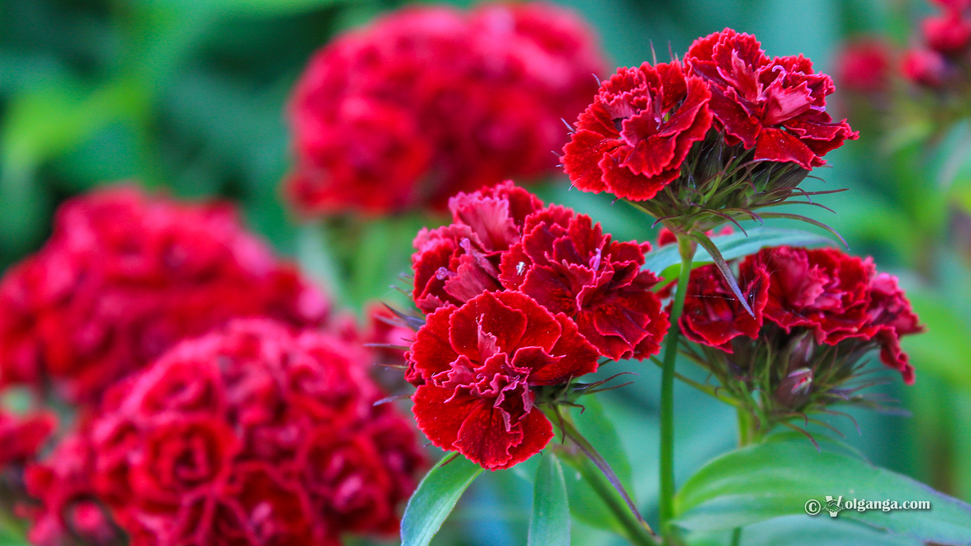 fond d'écran exclusif hd,fleur,plante à fleurs,plante,rouge,pétale