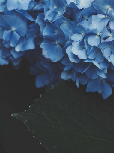 2732x2048 fondo de pantalla,azul,hortensia,hydrangeaceae,flor,pétalo