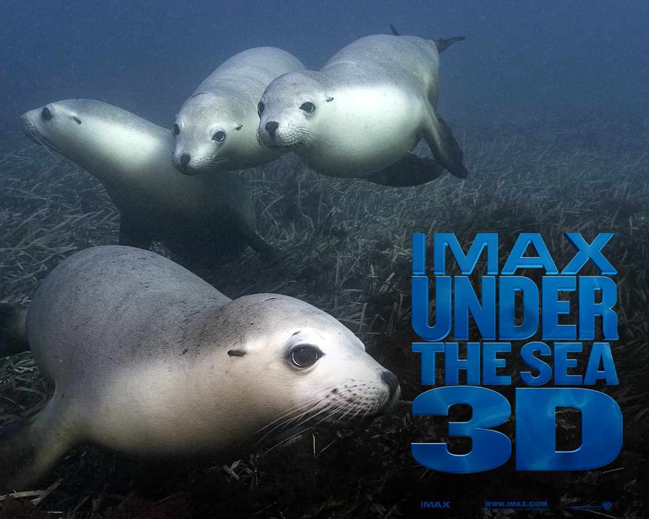 fondo de pantalla 3d mar,mamífero marino,biología marina,sello sin orejas,fauna silvestre