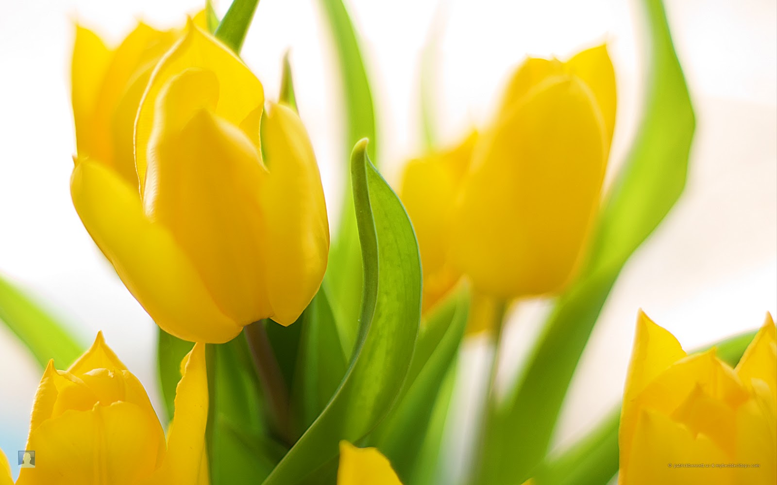 papel tapiz de tulipanes amarillos,amarillo,flor,tulipán,pétalo,planta floreciendo
